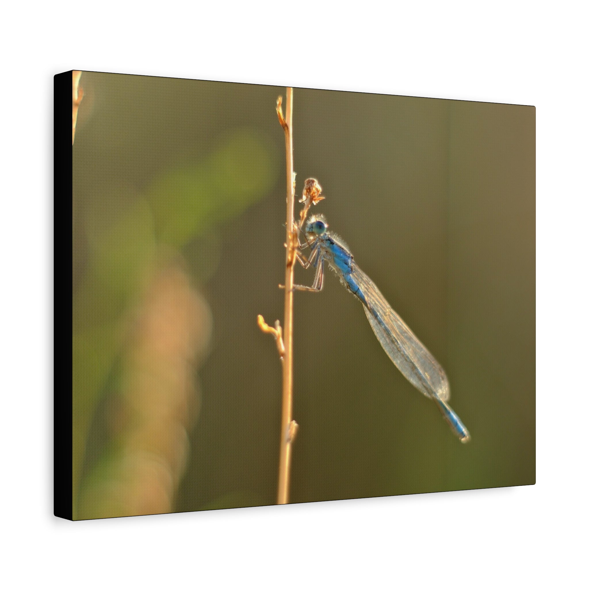 Blue Dragonfly Macro Canvas Print — Blue Damselfly Nature Wall Art, Matte Stretched 1.25"