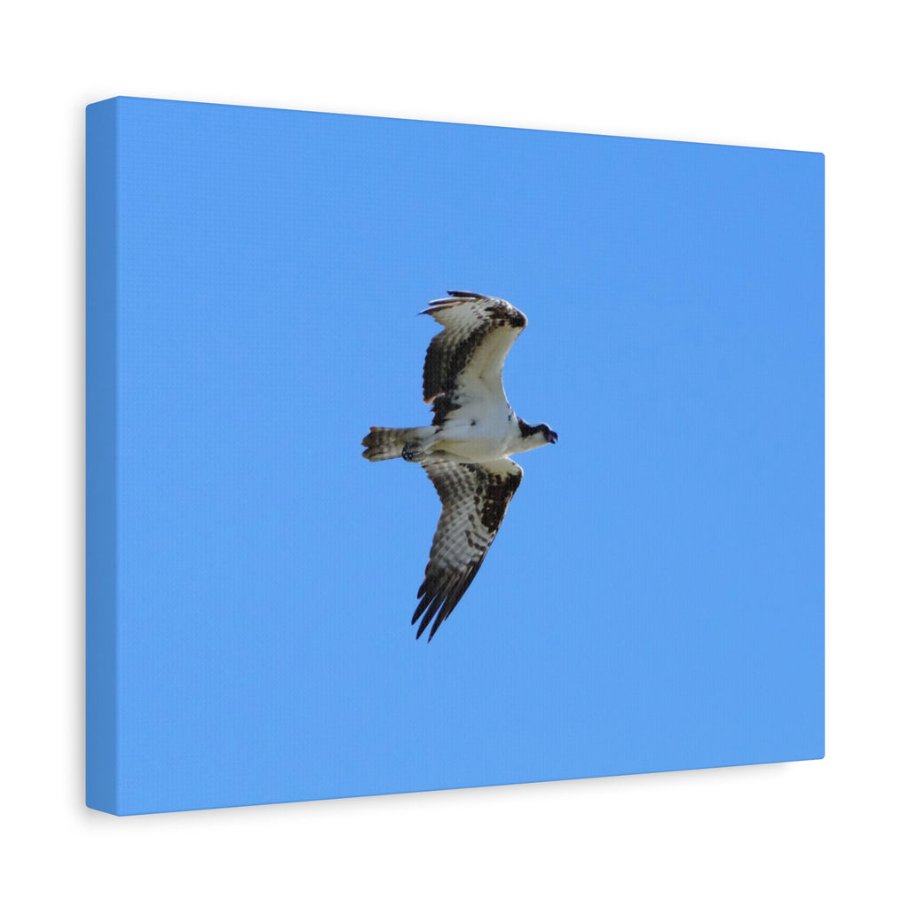 Osprey in Flight Matte Canvas Print — Stretched Wall Art