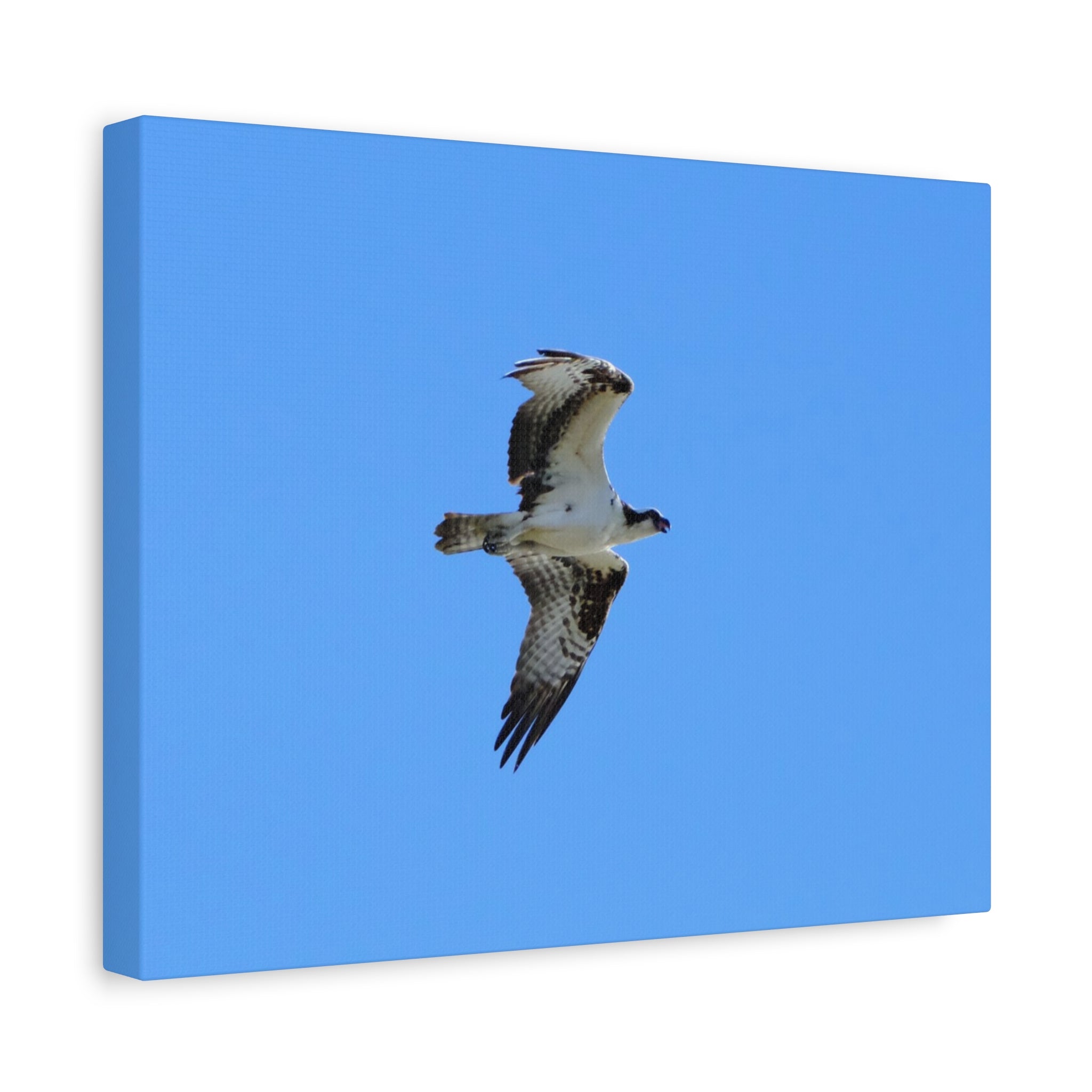 Osprey in Flight Matte Canvas Print — Stretched Wall Art