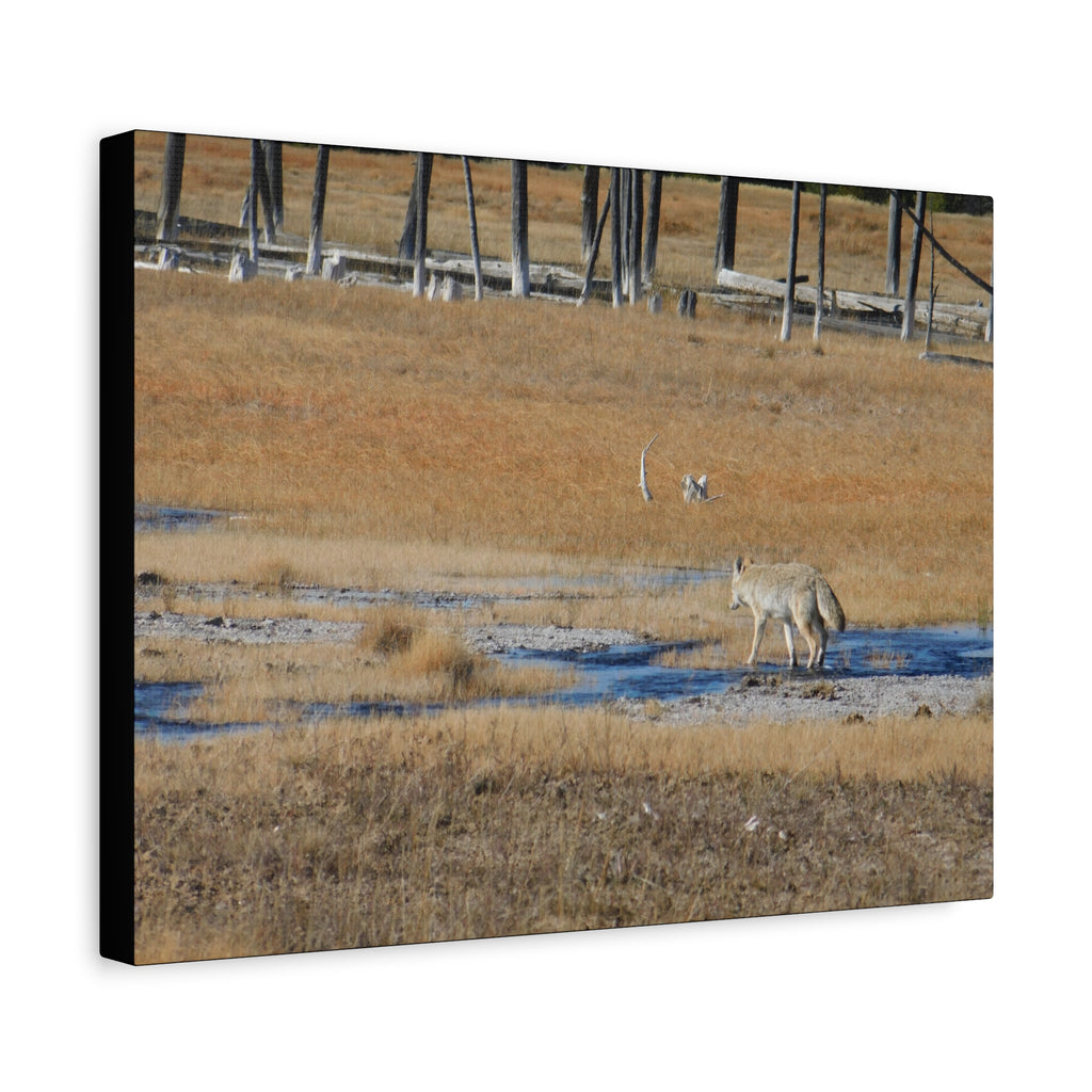 Coyote Canvas Wall Art — Wildlife Landscape Matte Stretched Print