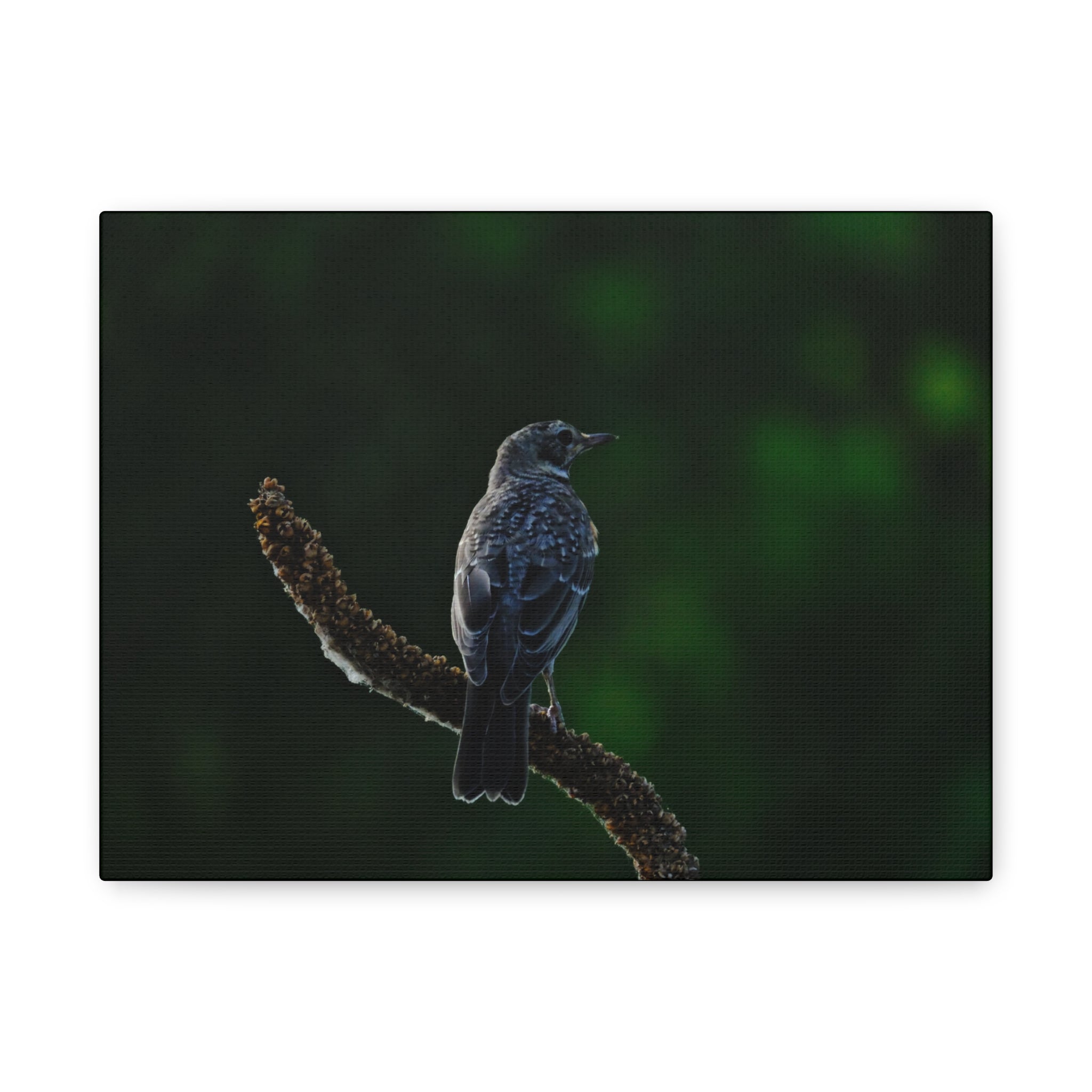 Robin on Branch Matte Canvas Wall Art — Moody Nature Photography Print