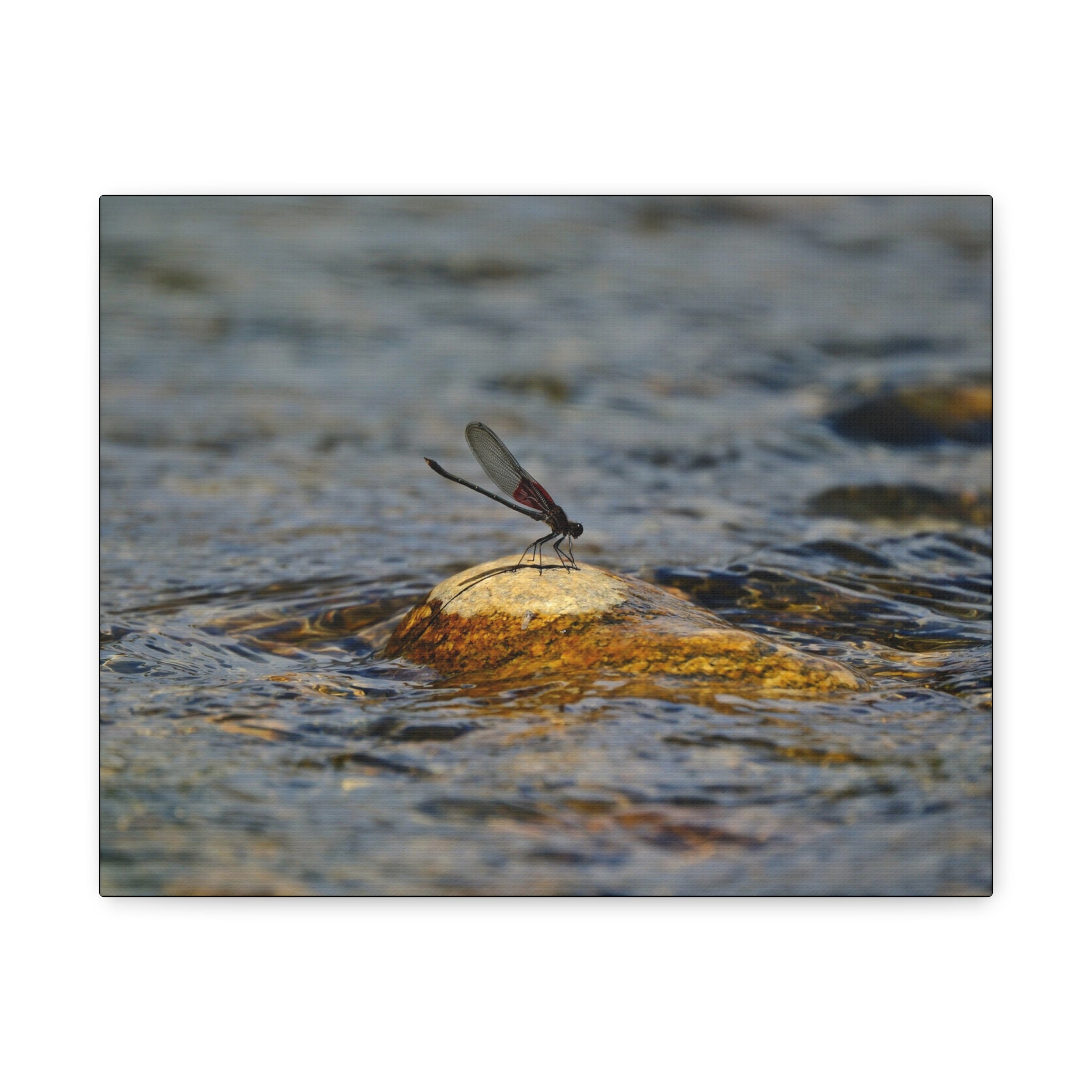 Damselfly on River Rock - Matte Canvas Print