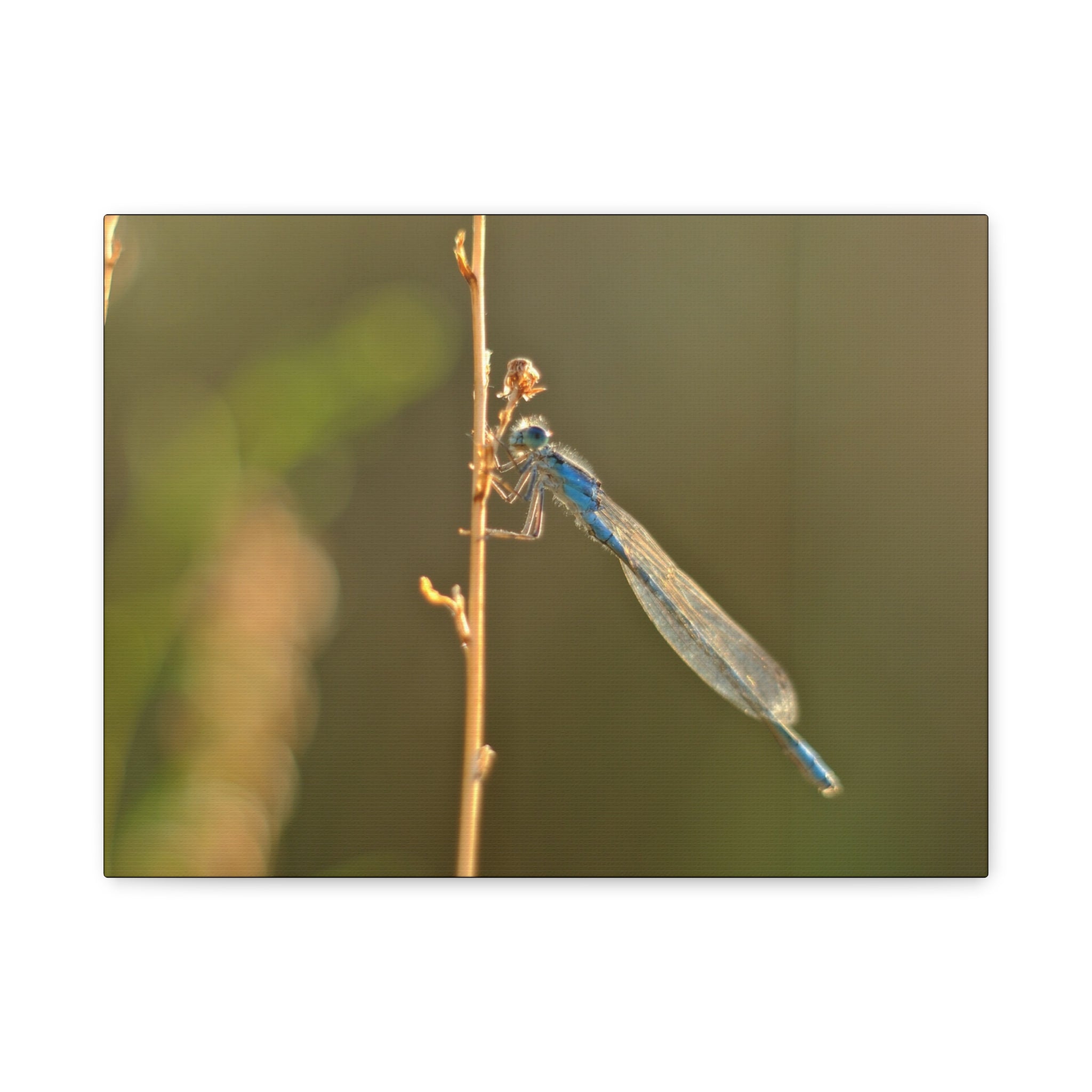 Blue Dragonfly Macro Canvas Print — Blue Damselfly Nature Wall Art, Matte Stretched 1.25"