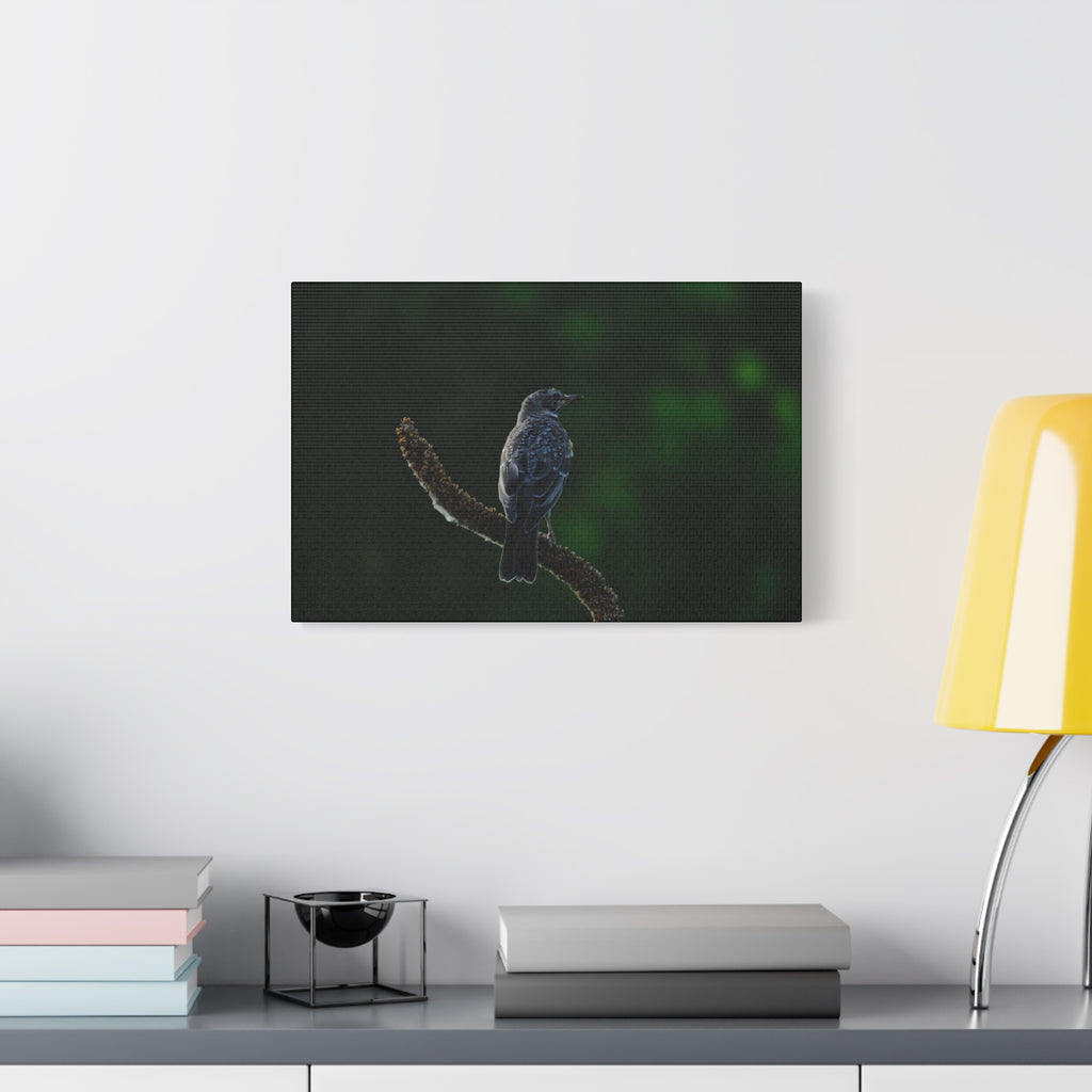 Robin on Branch Matte Canvas Wall Art — Moody Nature Photography Print