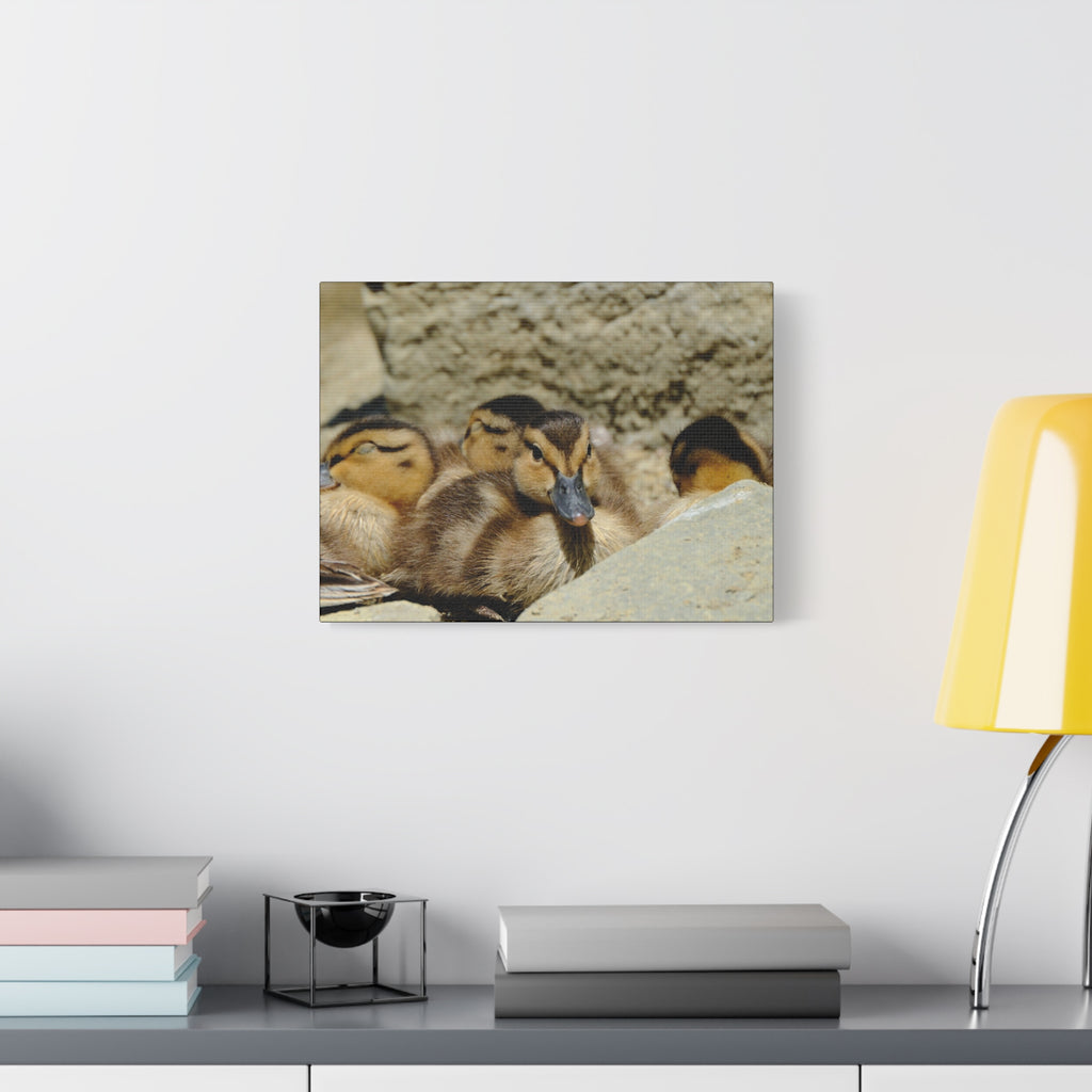 Duckling Canvas Print - Cute Baby Ducks Matte Stretched Wall Art