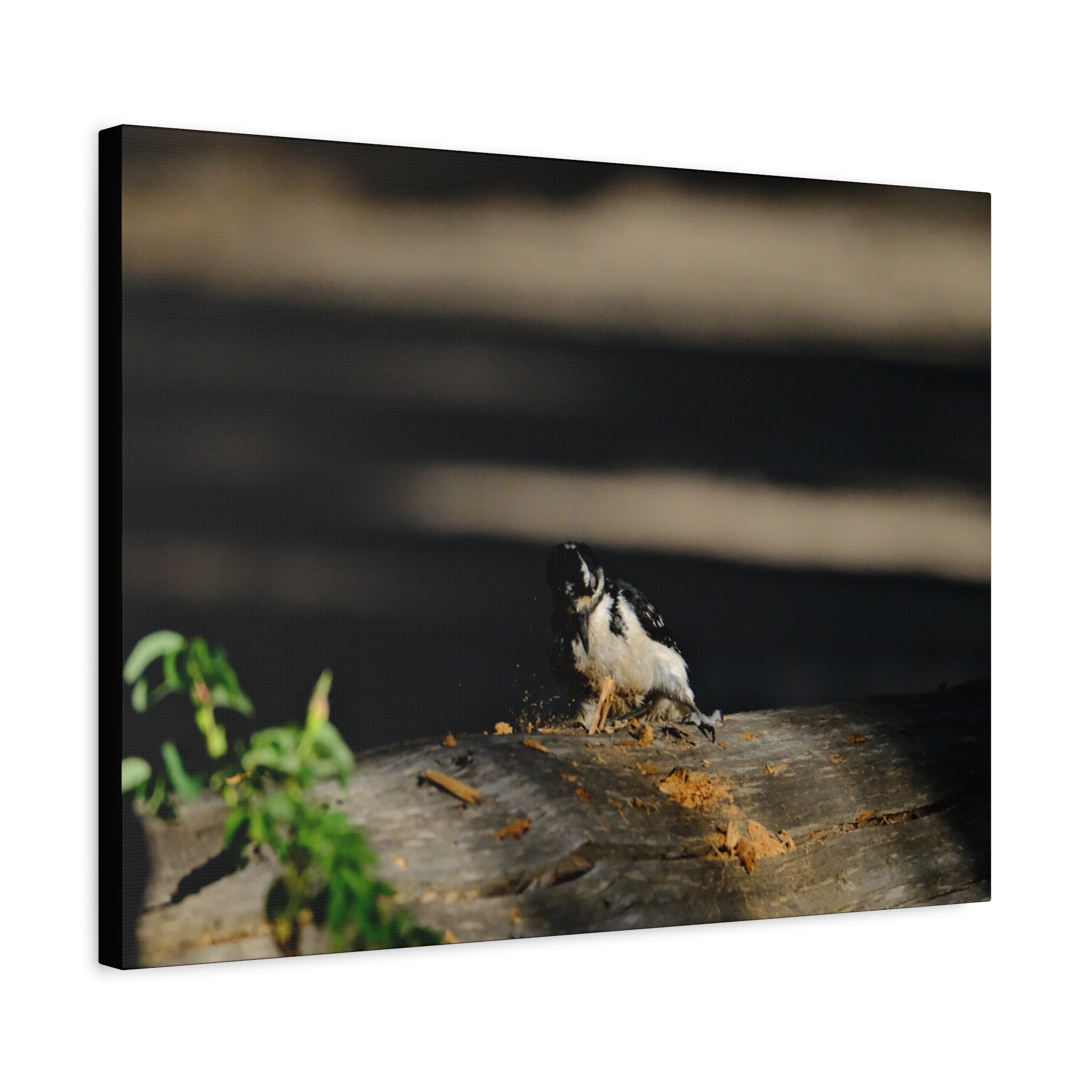 American Three-toed Woodpecker Hard At Work Canvas Wall Art