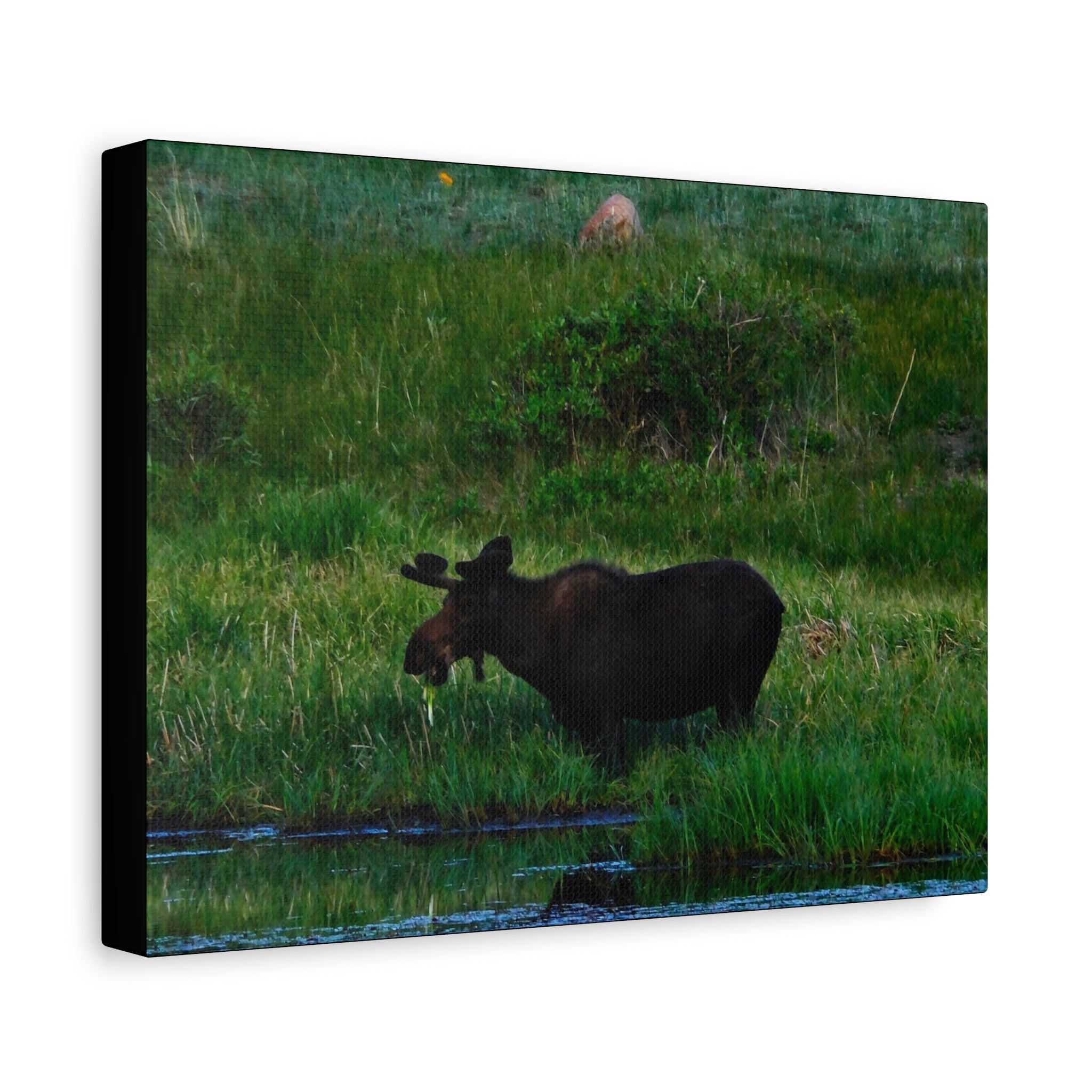 Munching Moose Matte Canvas Print — Stretched Wildlife Wall Art