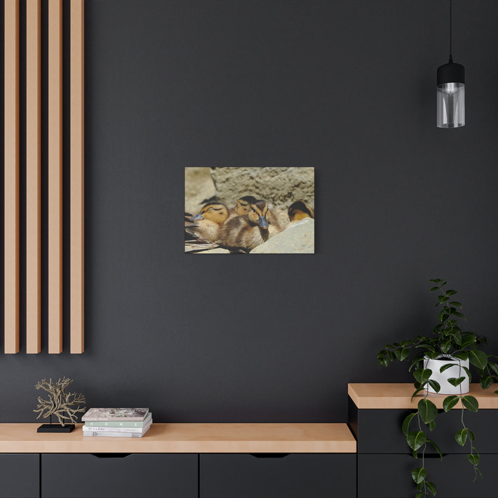 Duckling Canvas Print - Cute Baby Ducks Matte Stretched Wall Art