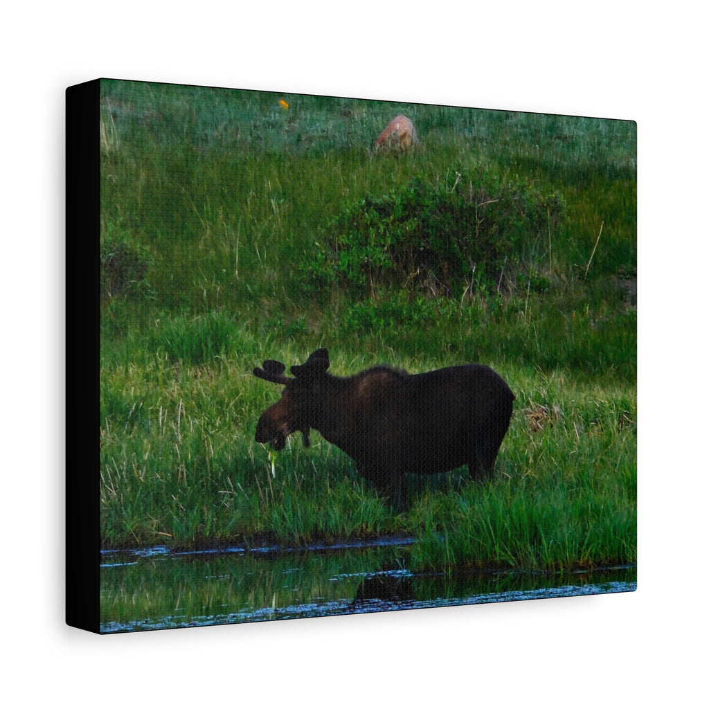 Munching Moose Matte Canvas Print — Stretched Wildlife Wall Art