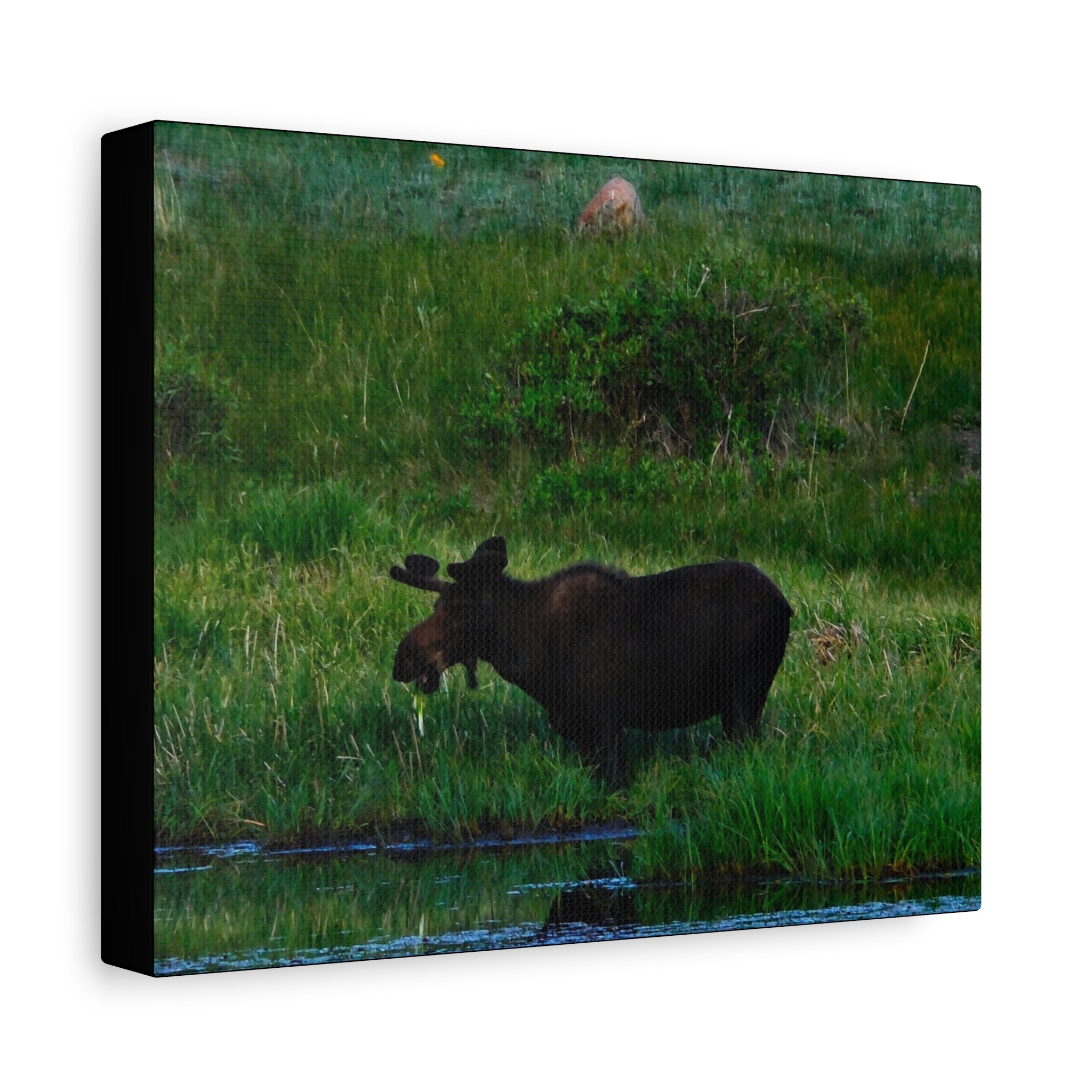 Munching Moose Matte Canvas Print — Stretched Wildlife Wall Art