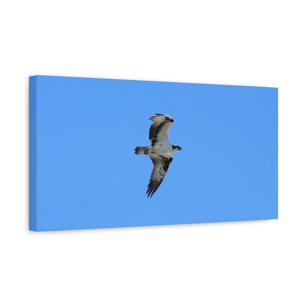 Osprey in Flight Matte Canvas Print — Stretched Wall Art