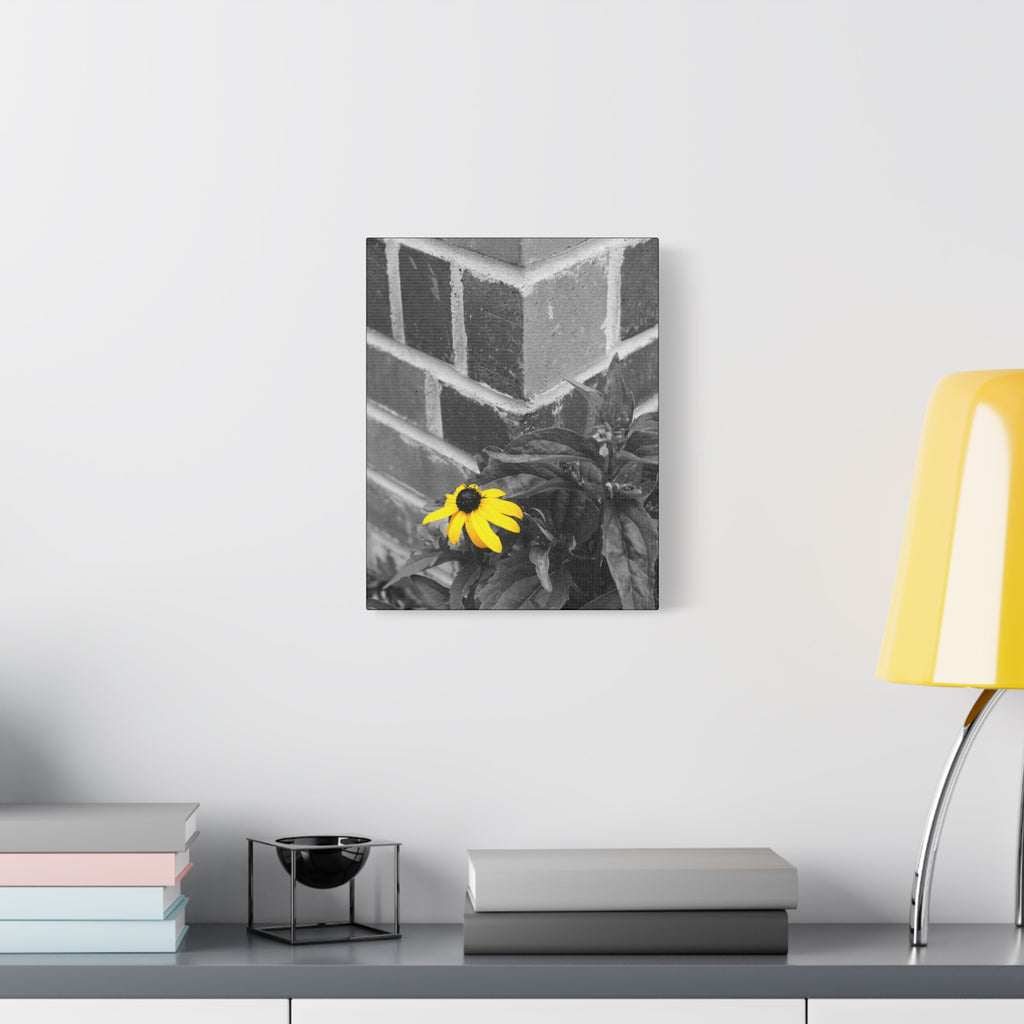 Yellow Daisy on Brick Matte Canvas Print — Stretched Wall Art