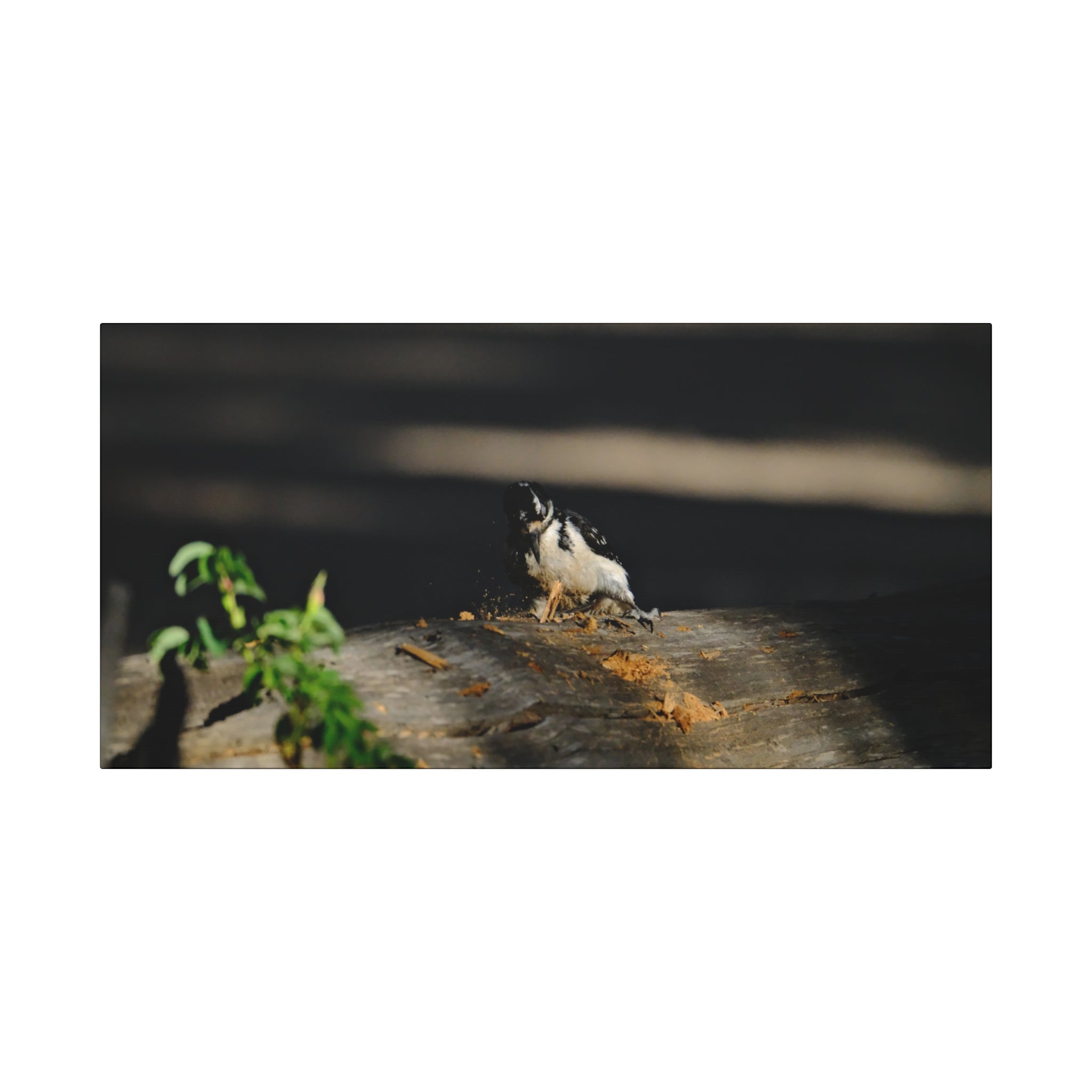 American Three-toed Woodpecker Hard At Work Canvas Wall Art