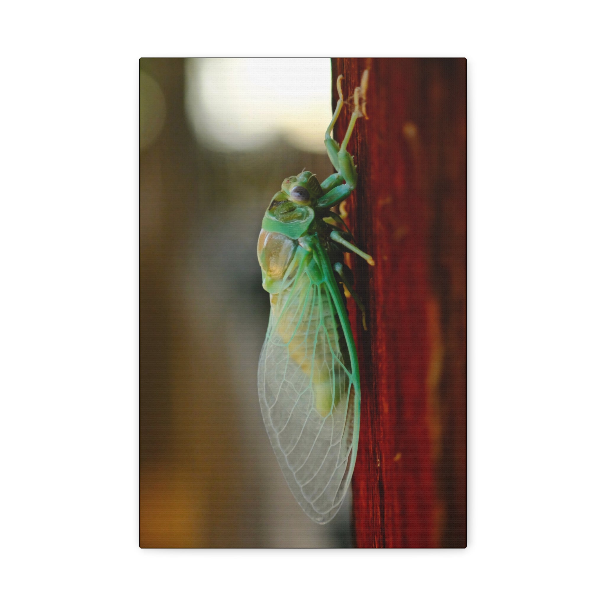 Cicada Close-Up Matte Canvas Print — Stretched 1.25" Nature Wall Art