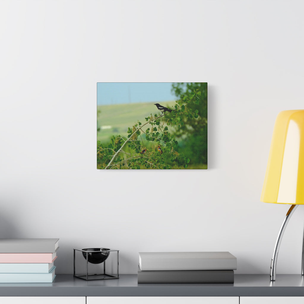 Magpie & Bullock's Oriole resting Matte Stretched Canvas Wall Art