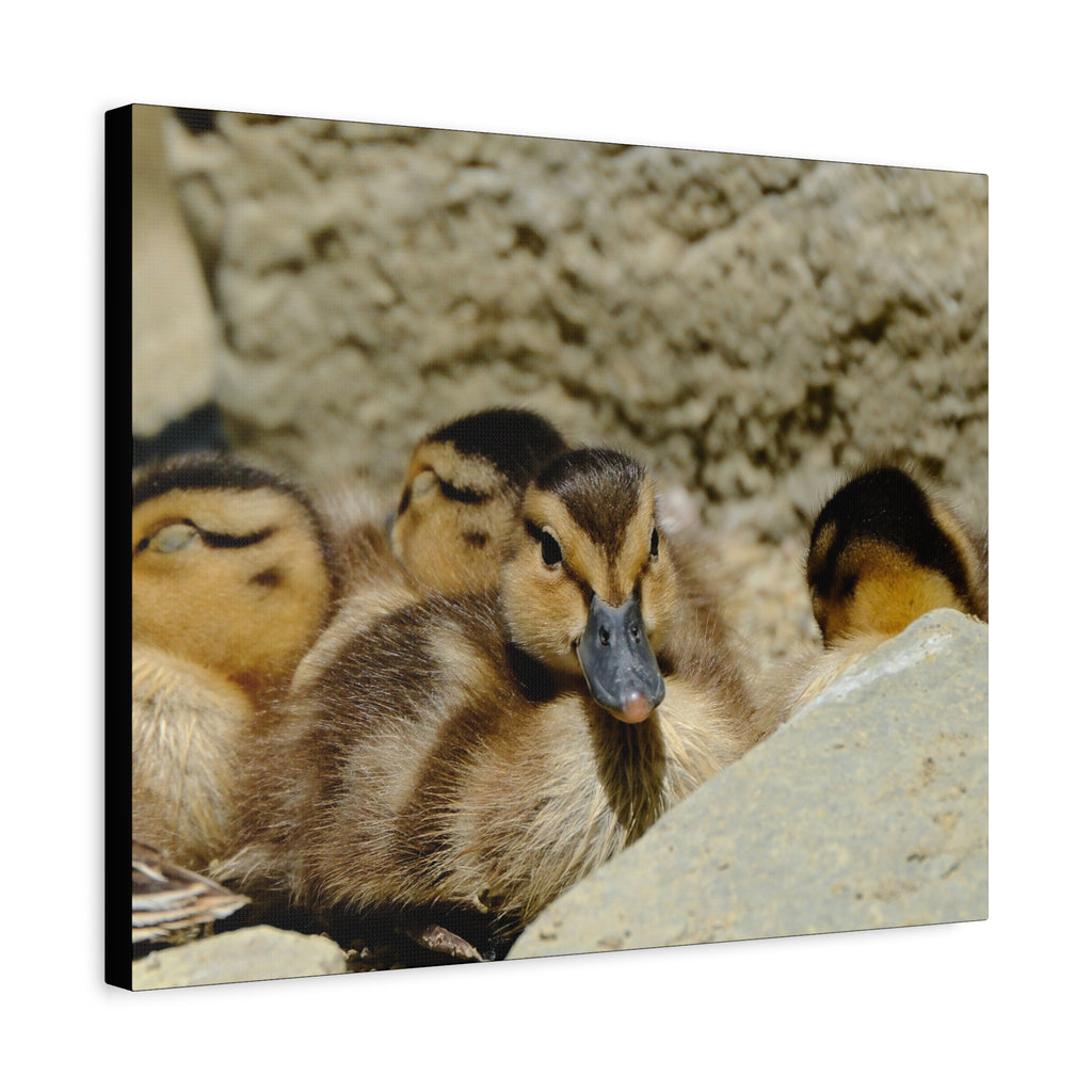 Duckling Canvas Print - Cute Baby Ducks Matte Stretched Wall Art