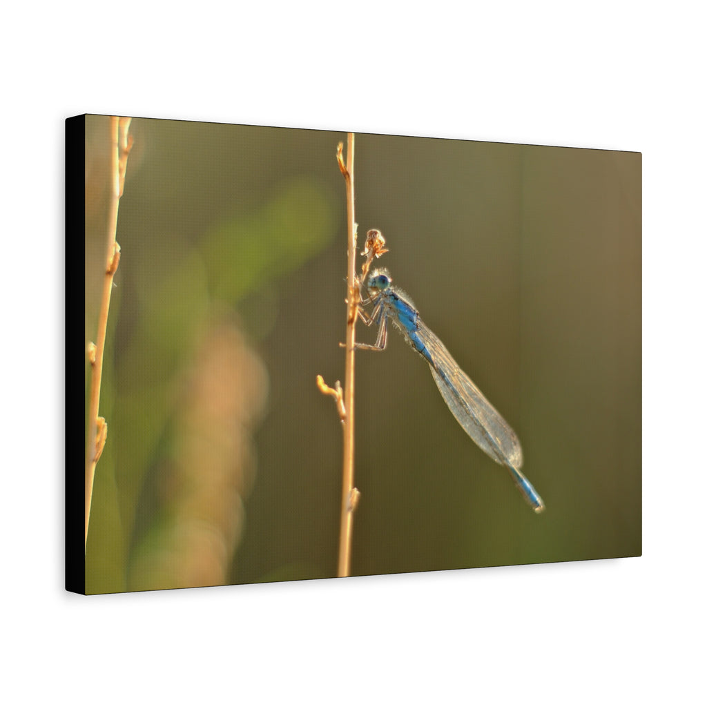 Blue Dragonfly Macro Canvas Print — Blue Damselfly Nature Wall Art, Matte Stretched 1.25"