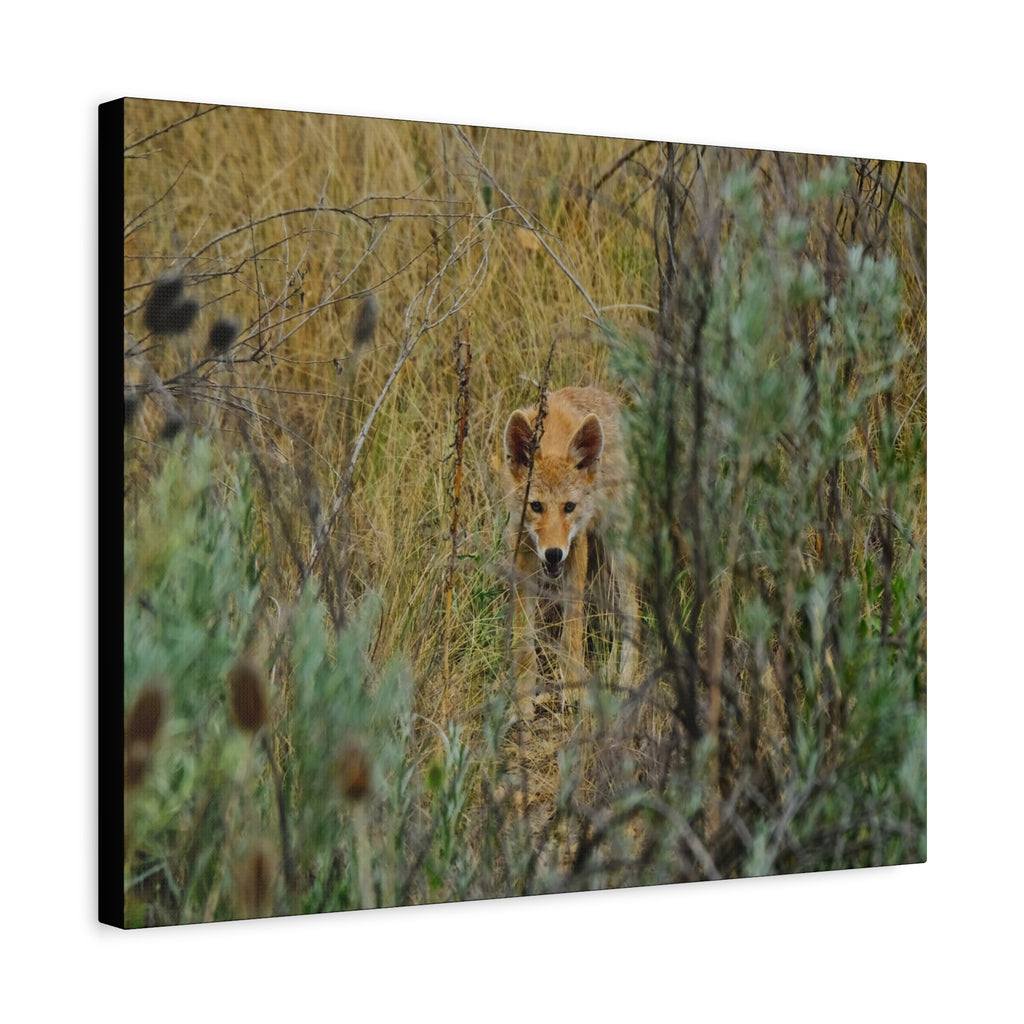 Coyote Pup Staring - Matte Stretched Canvas