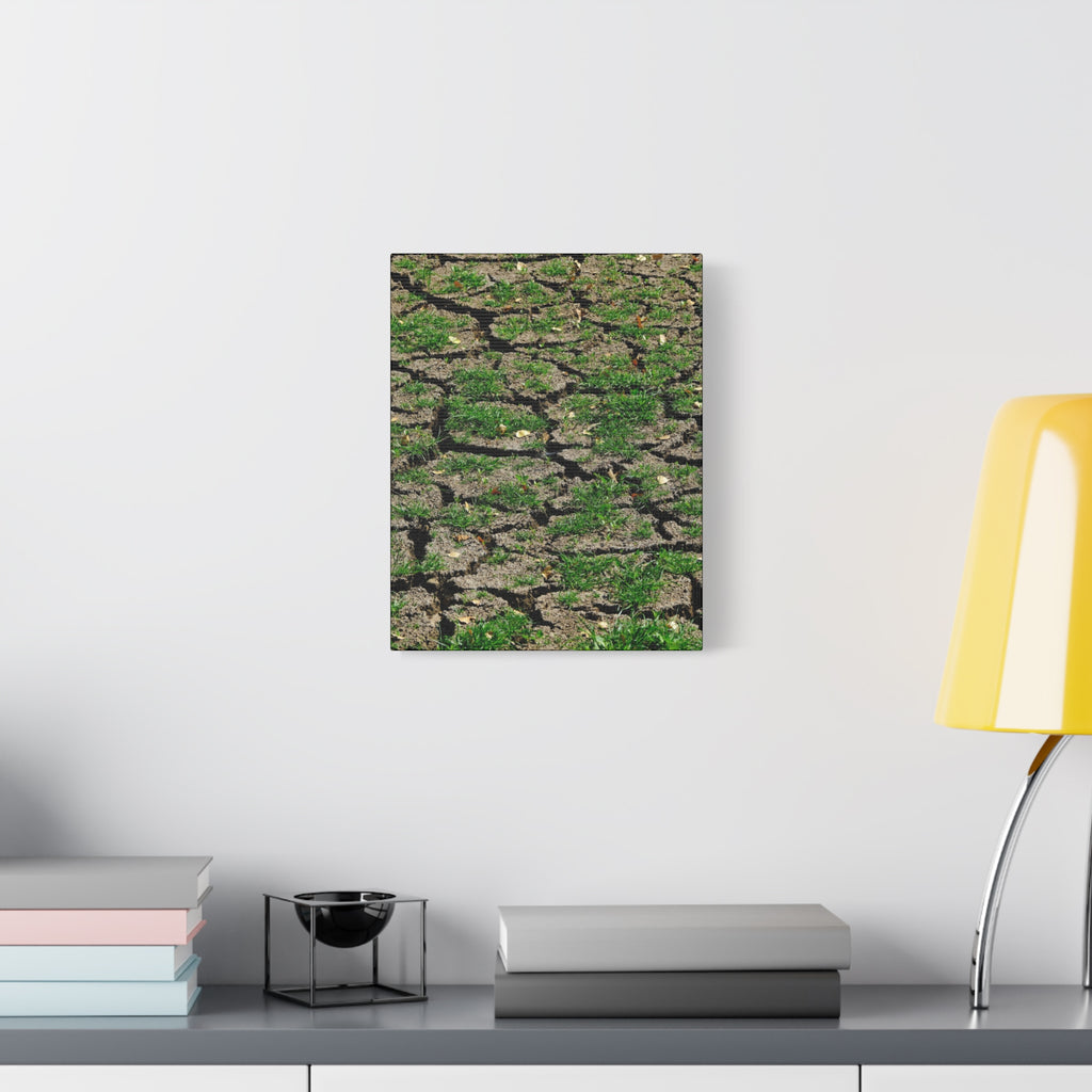 Life Finds A Way Canvas Print — Cracked Earth with Green Grass Matte Stretched Canvas (1.25")