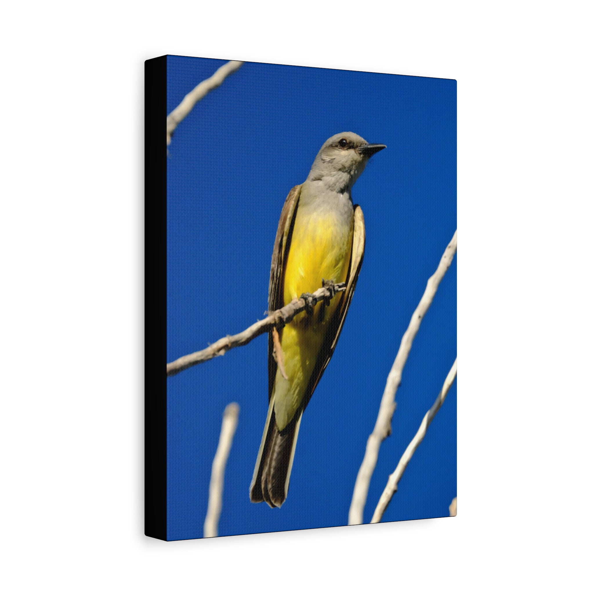 Western King Bird Canvas Print – Yellow & Gray Wildlife Wall Art
