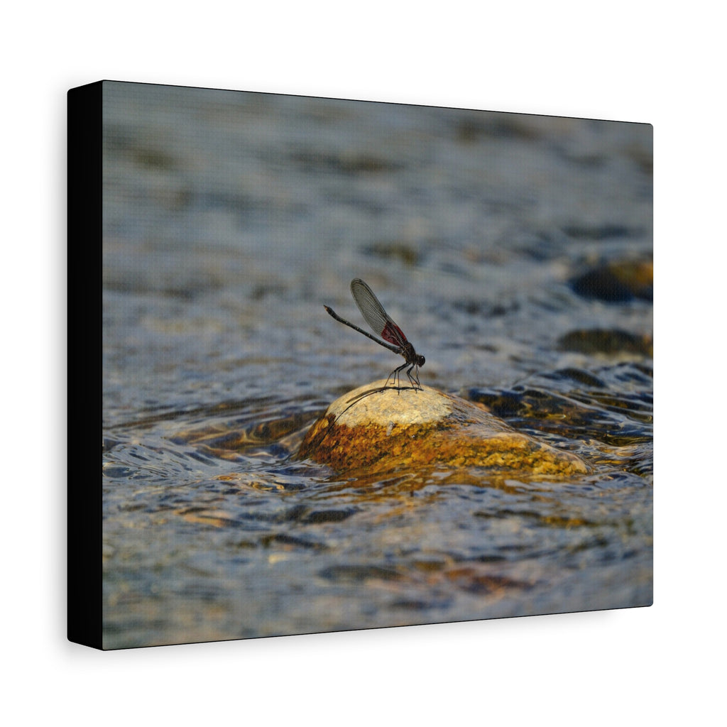 Damselfly on River Rock - Matte Canvas Print