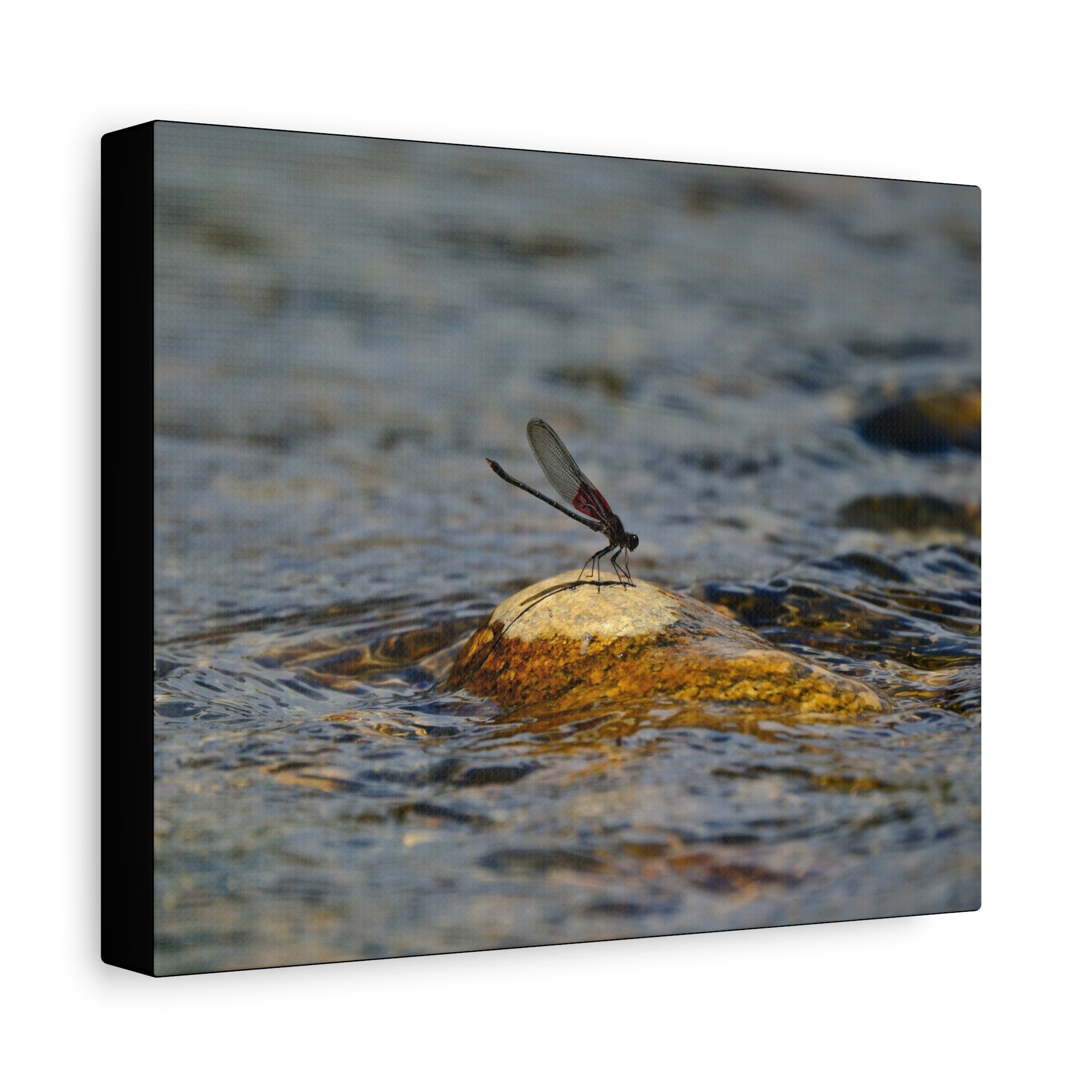 Damselfly on River Rock - Matte Canvas Print