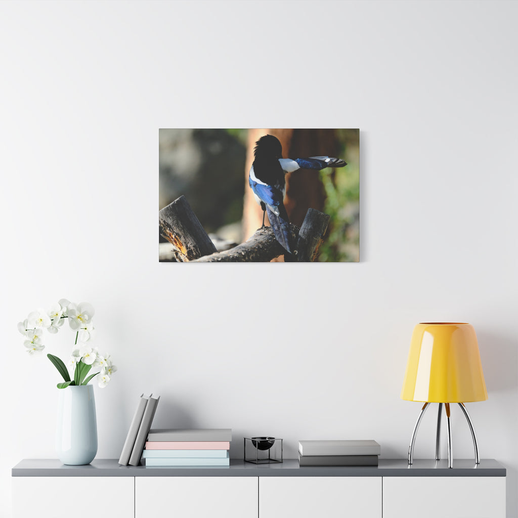 Black-billed Magpie Wildlife Canvas Print — Matte Stretched Wall Art