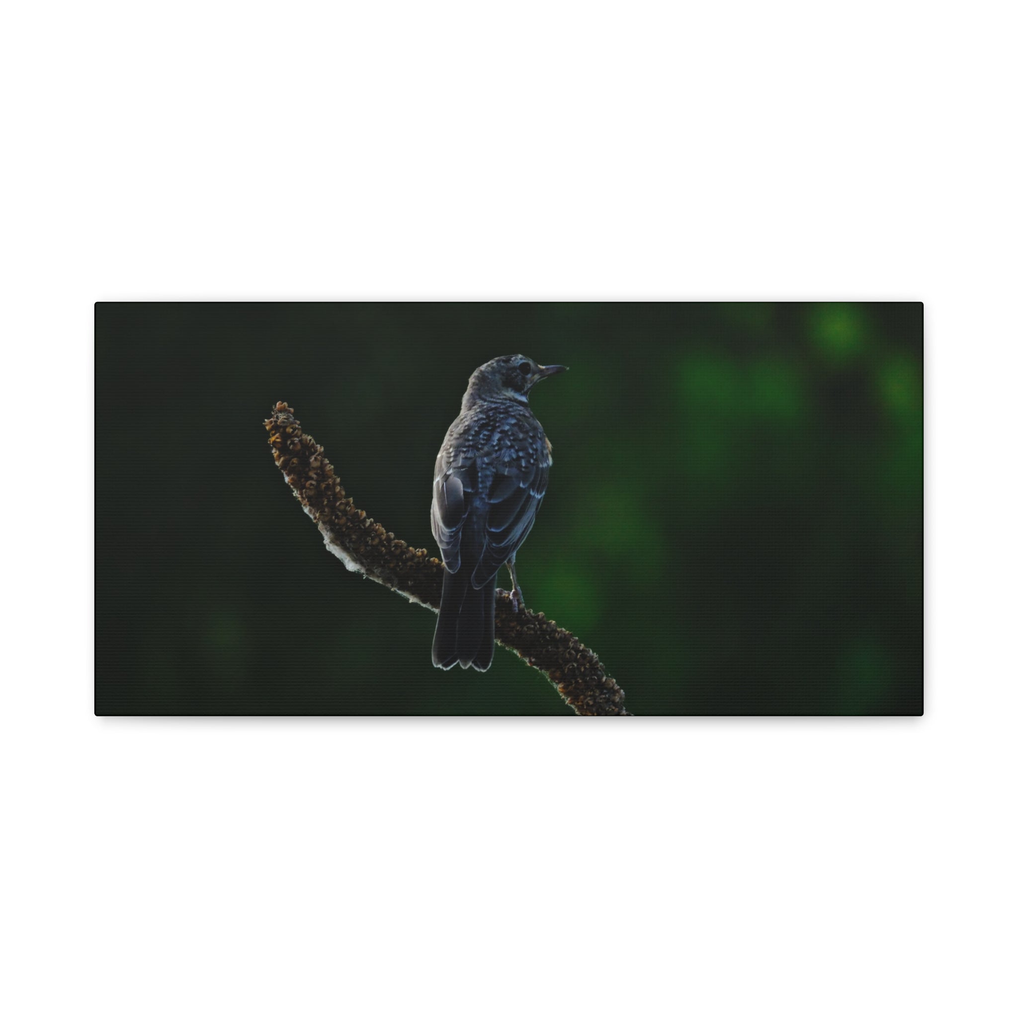 Robin on Branch Matte Canvas Wall Art — Moody Nature Photography Print