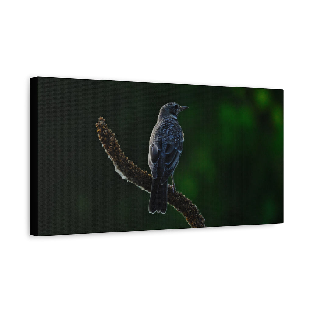 Robin on Branch Matte Canvas Wall Art — Moody Nature Photography Print