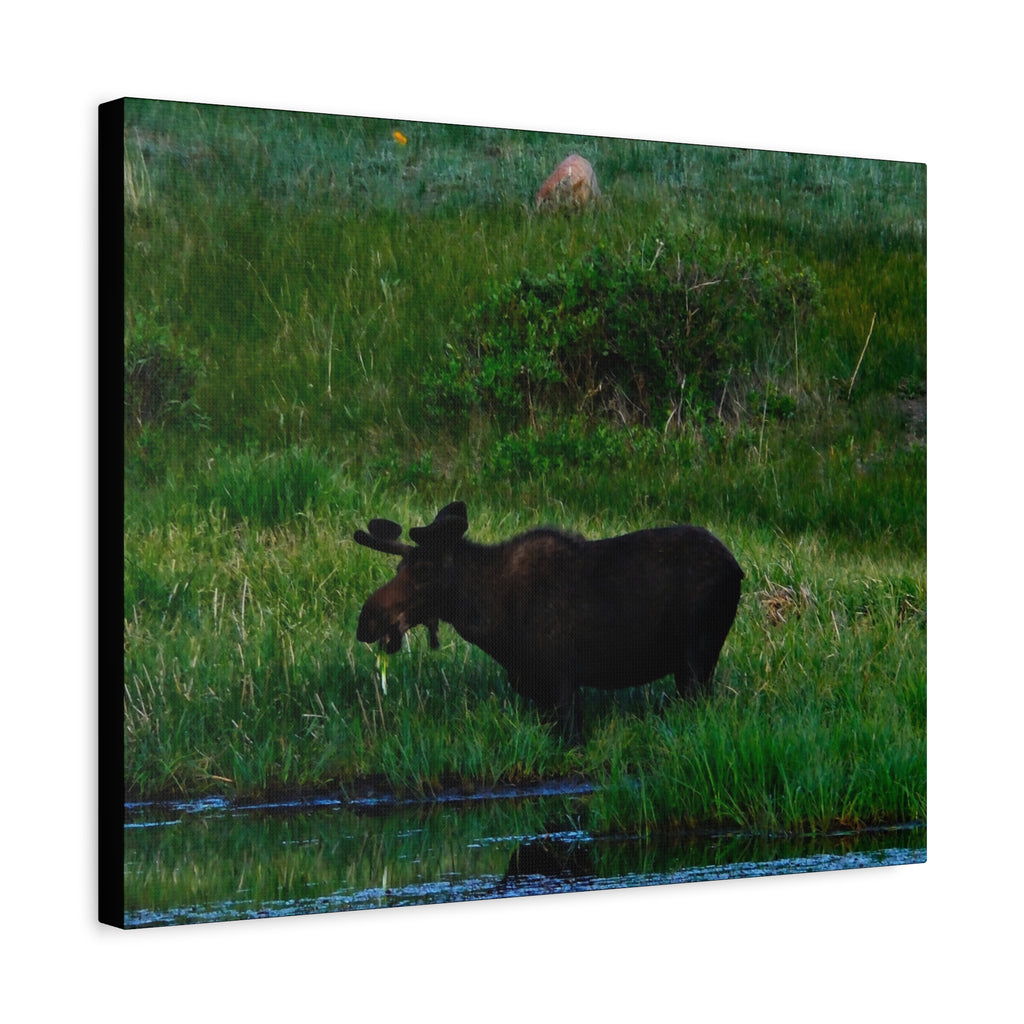 Munching Moose Matte Canvas Print — Stretched Wildlife Wall Art