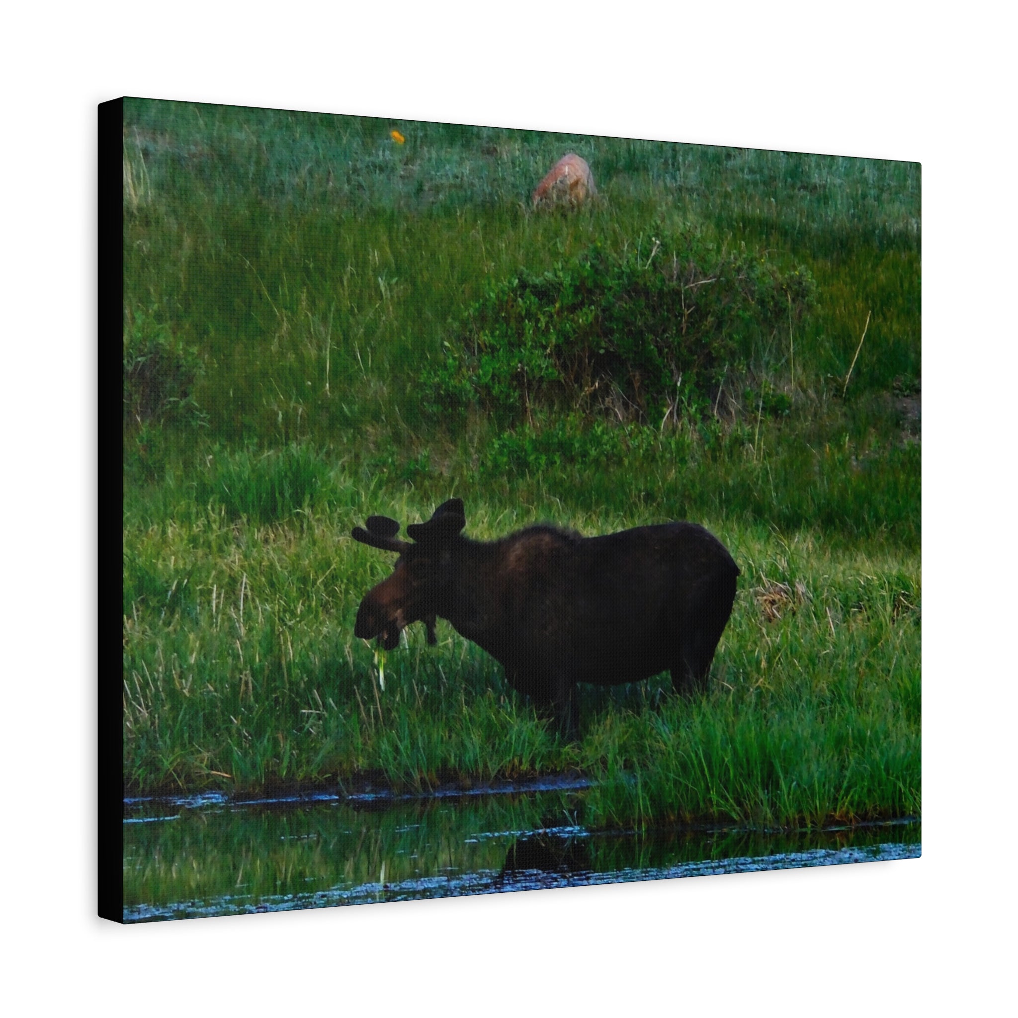 Munching Moose Matte Canvas Print — Stretched Wildlife Wall Art