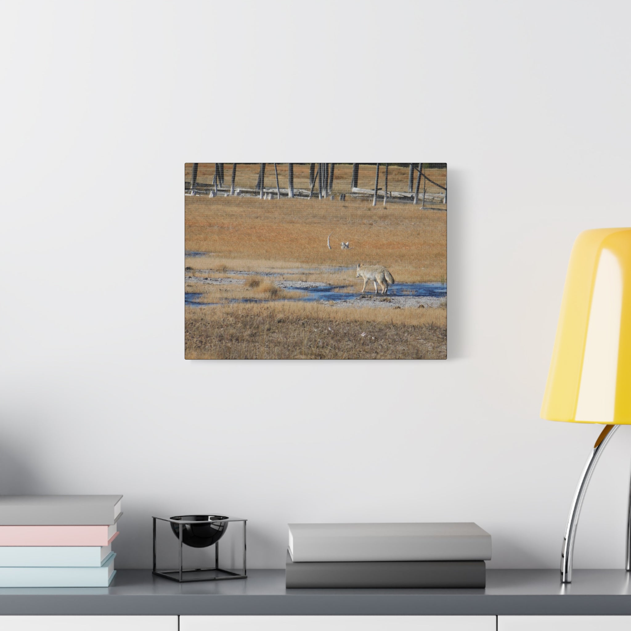 Coyote Canvas Wall Art — Wildlife Landscape Matte Stretched Print