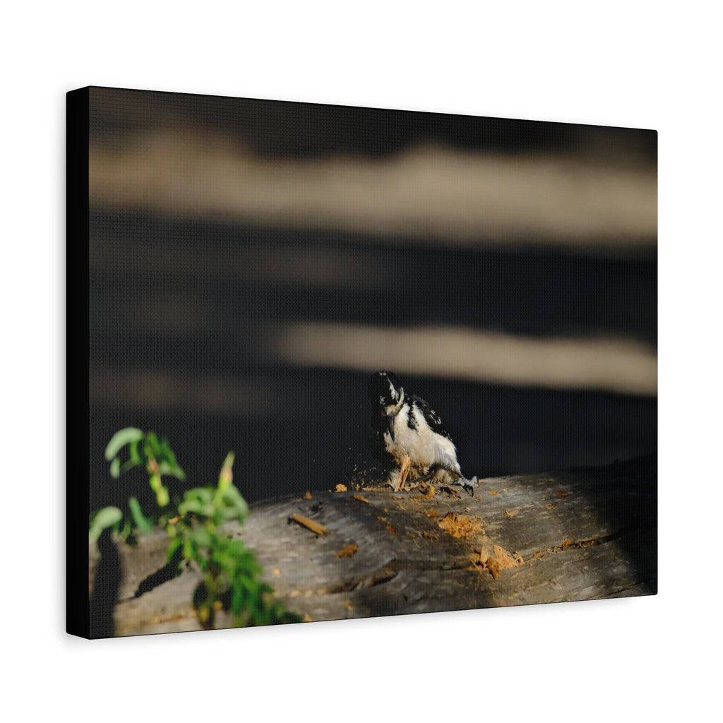 American Three-toed Woodpecker Hard At Work Canvas Wall Art