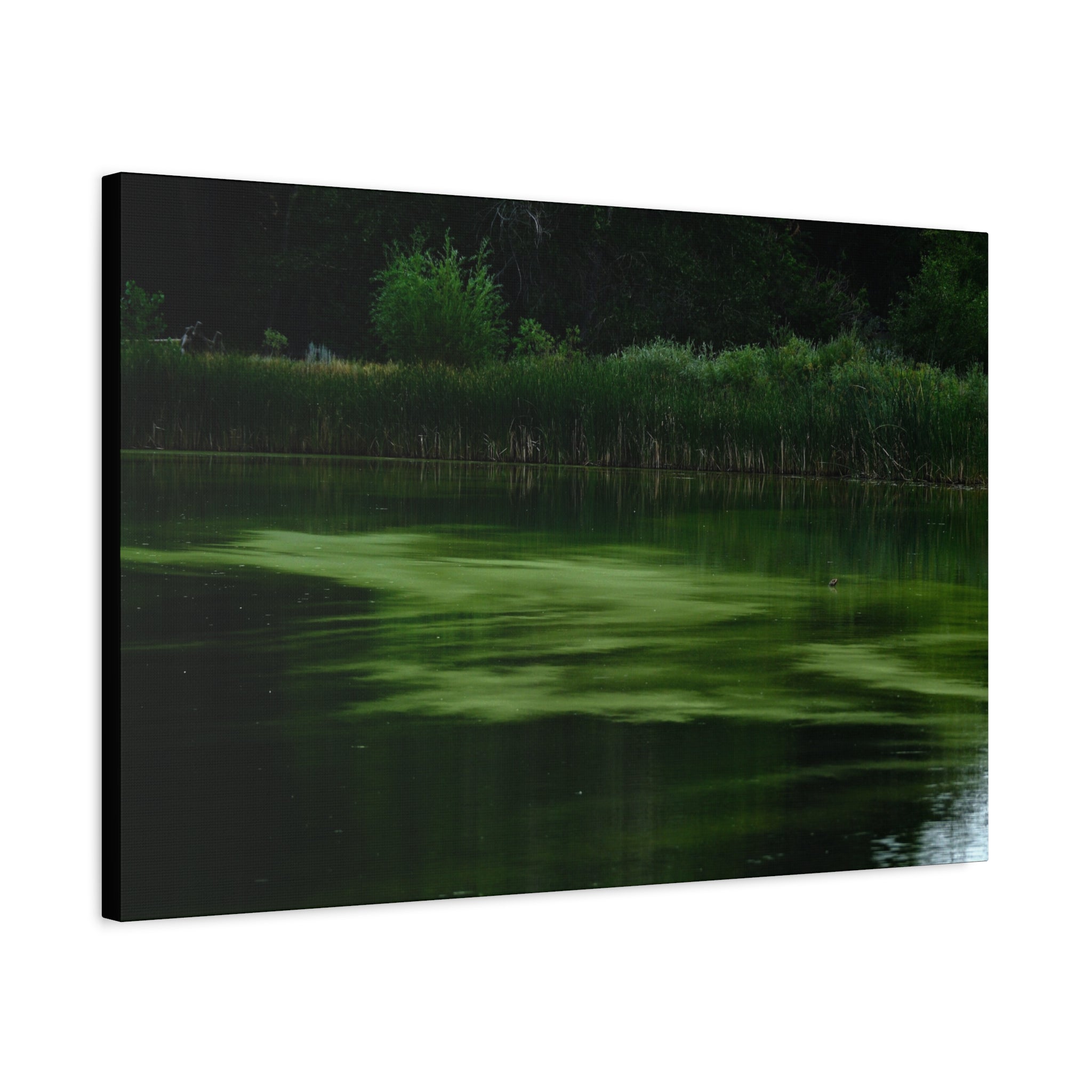 Not Your Average Bloom - Matte Canvas Wall Art Stretched 1.25"