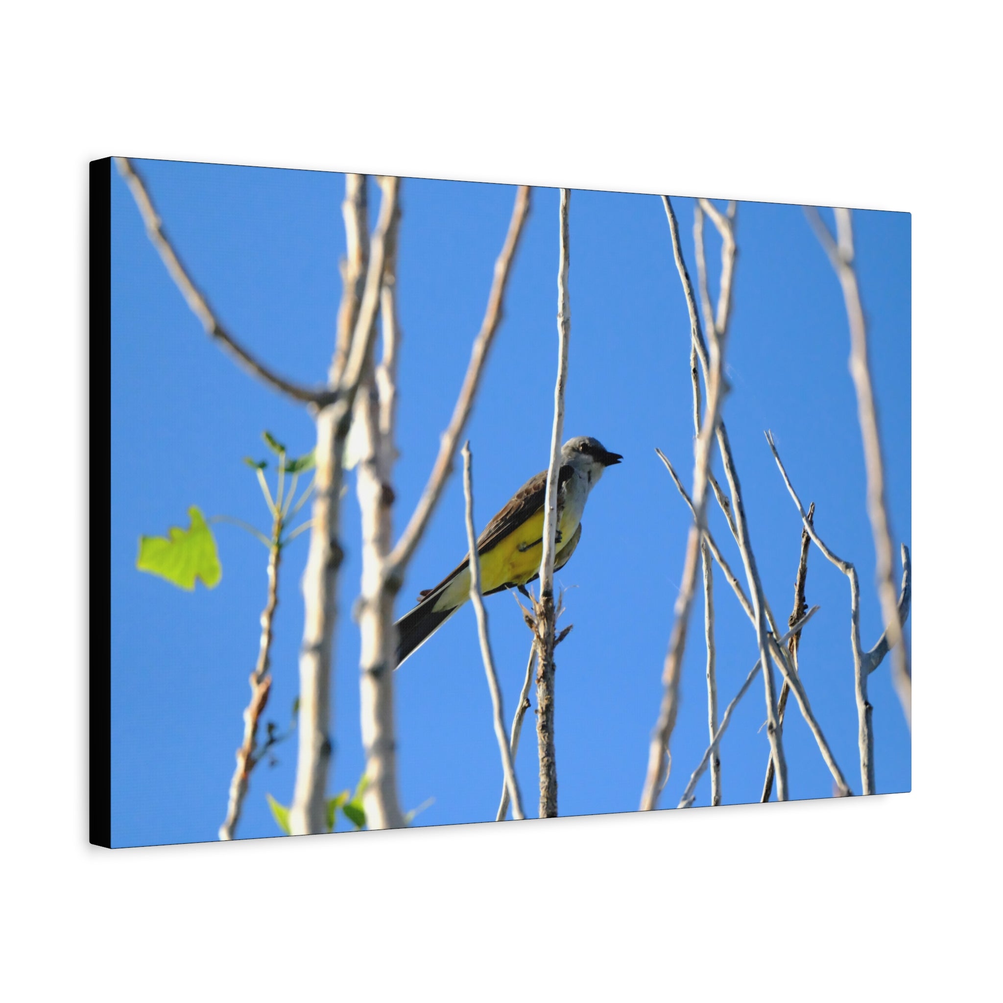 Western King Bird Horizontal Matte Canvas, Stretched, 1.25"