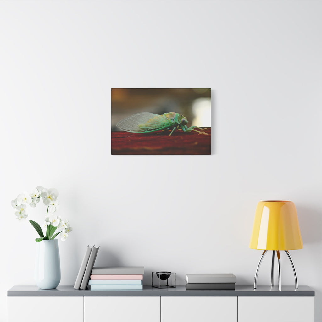 Cicada Close-Up Matte Canvas Print — Stretched 1.25" Nature Wall Art