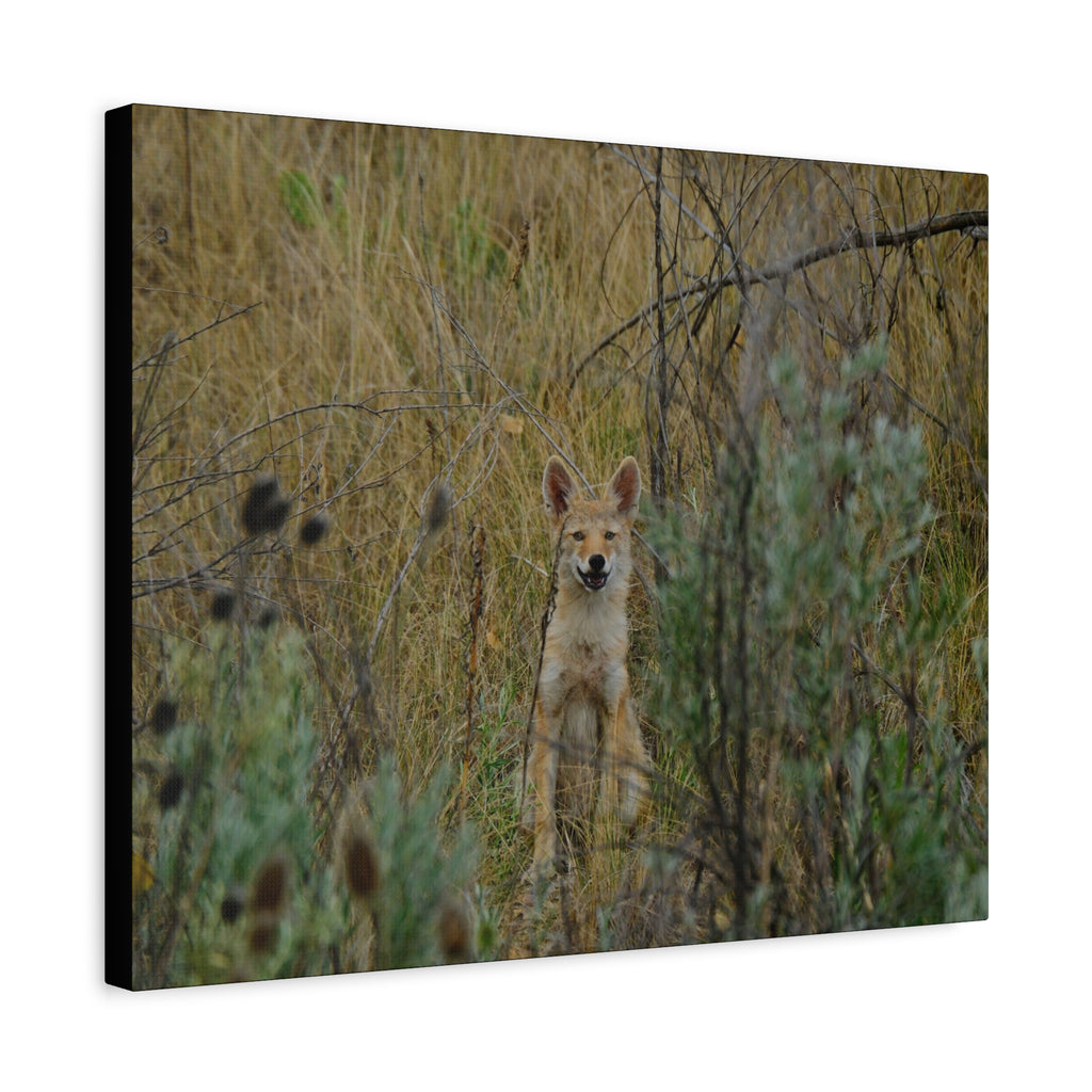 Friendly Face In The Wild - Coyote in Tall Grass Matte Canvas Wall Art