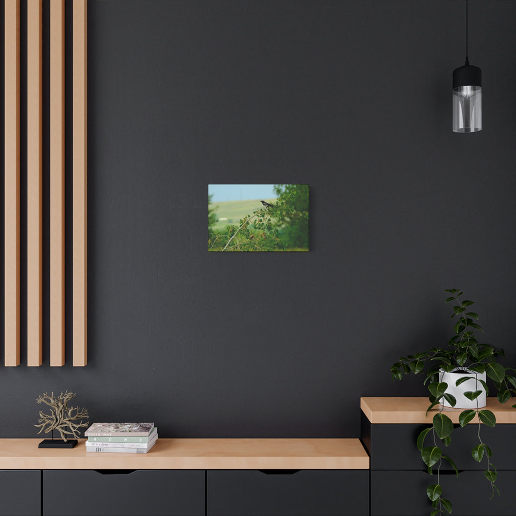 Magpie & Bullock's Oriole resting Matte Stretched Canvas Wall Art