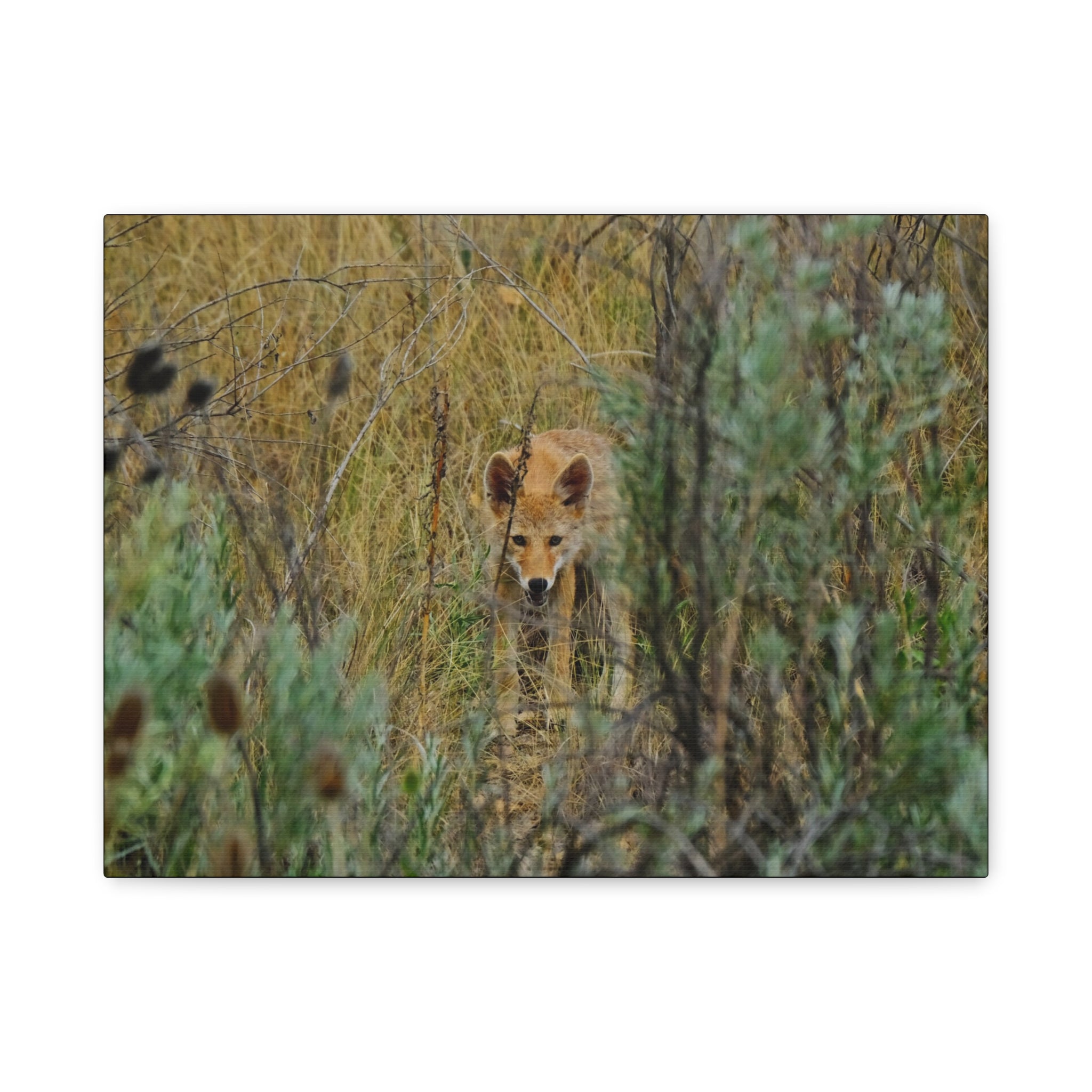 Coyote Pup Staring - Matte Stretched Canvas