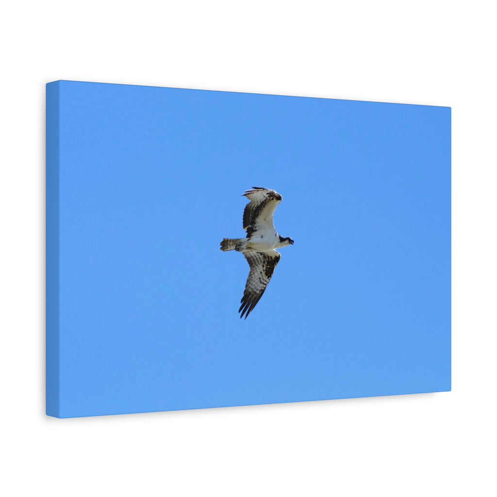 Osprey in Flight Matte Canvas Print — Stretched Wall Art