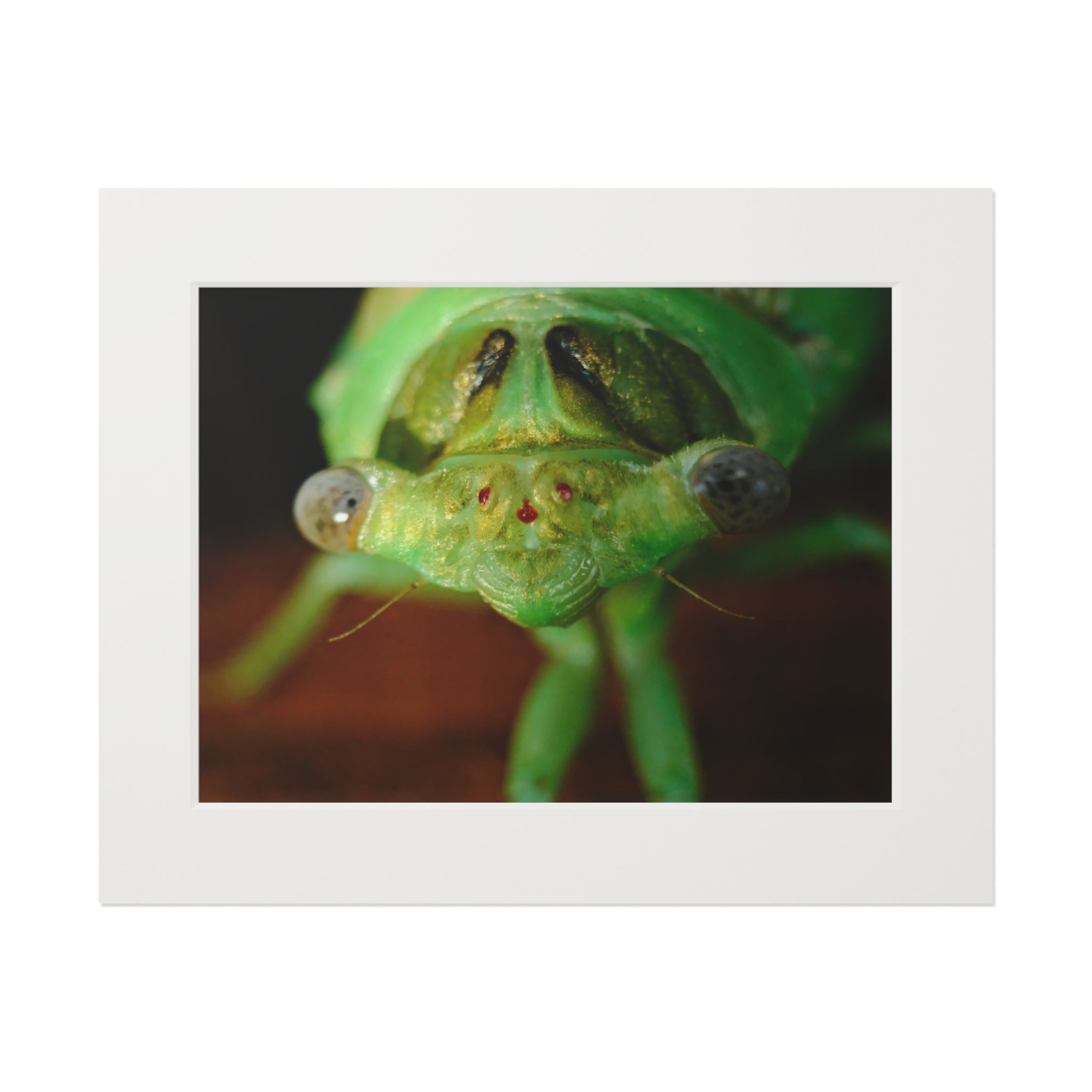 Cicada Macro Fine Art Print — Green Insect Close-Up with Passepartout