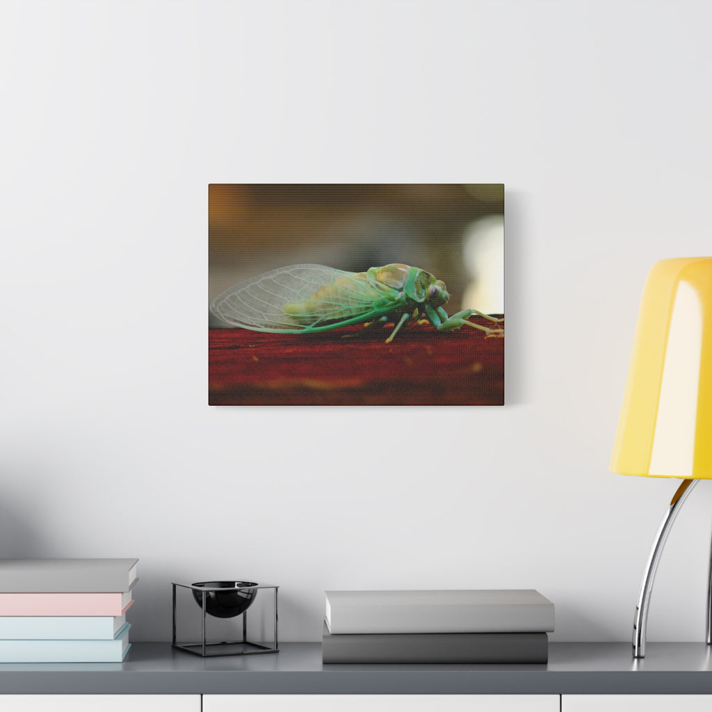 Cicada Close-Up Matte Canvas Print — Stretched 1.25" Nature Wall Art