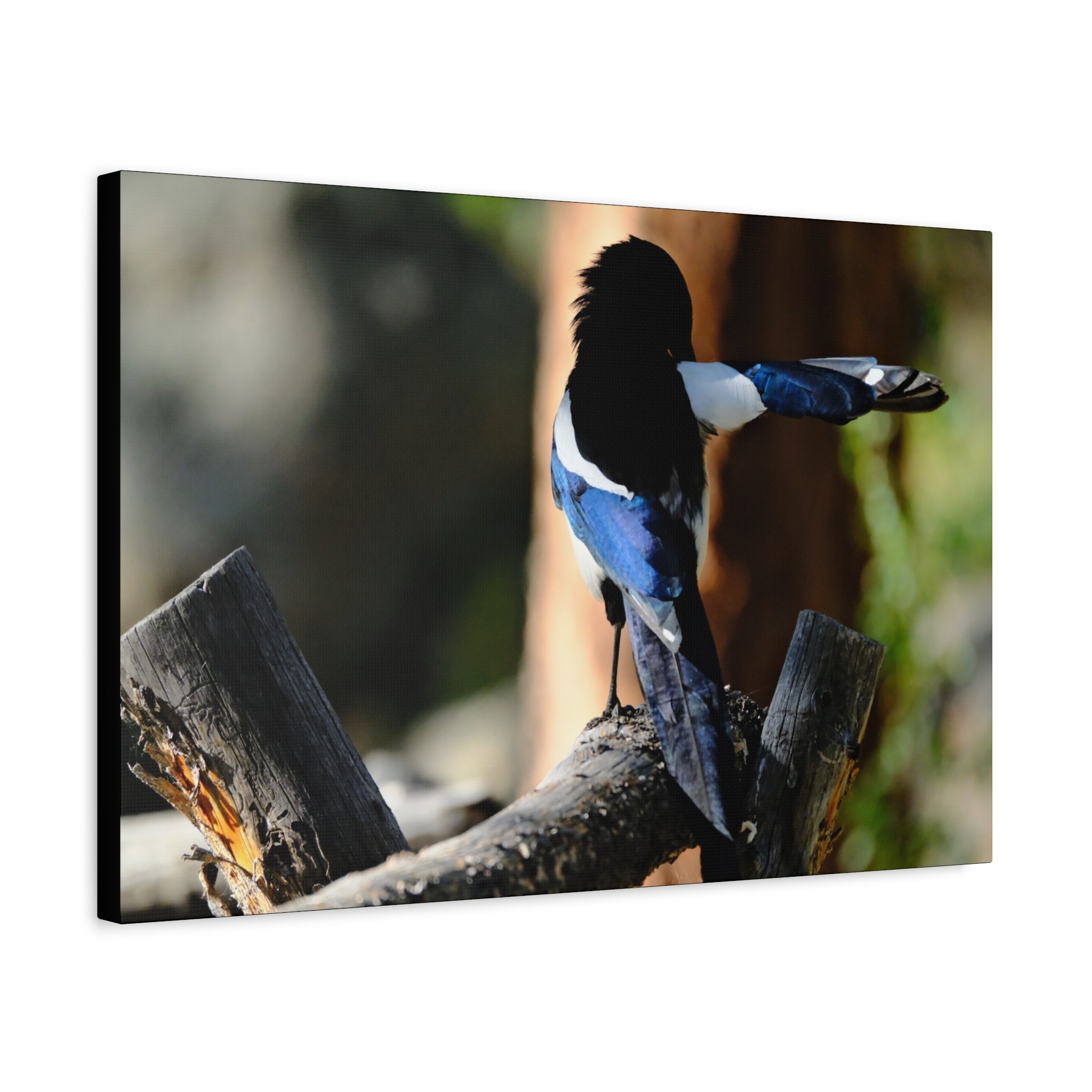 Black-billed Magpie Wildlife Canvas Print — Matte Stretched Wall Art