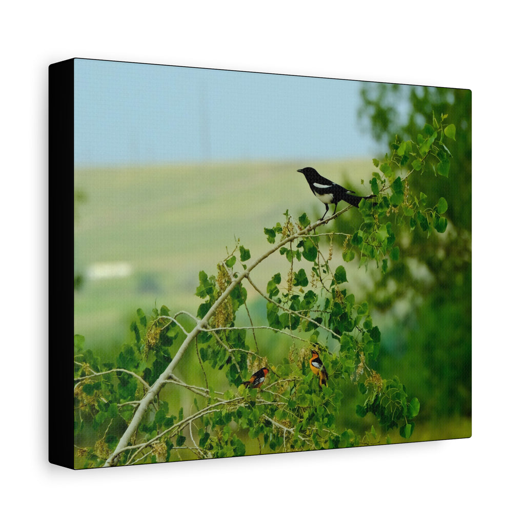 Magpie & Bullock's Oriole resting Matte Stretched Canvas Wall Art
