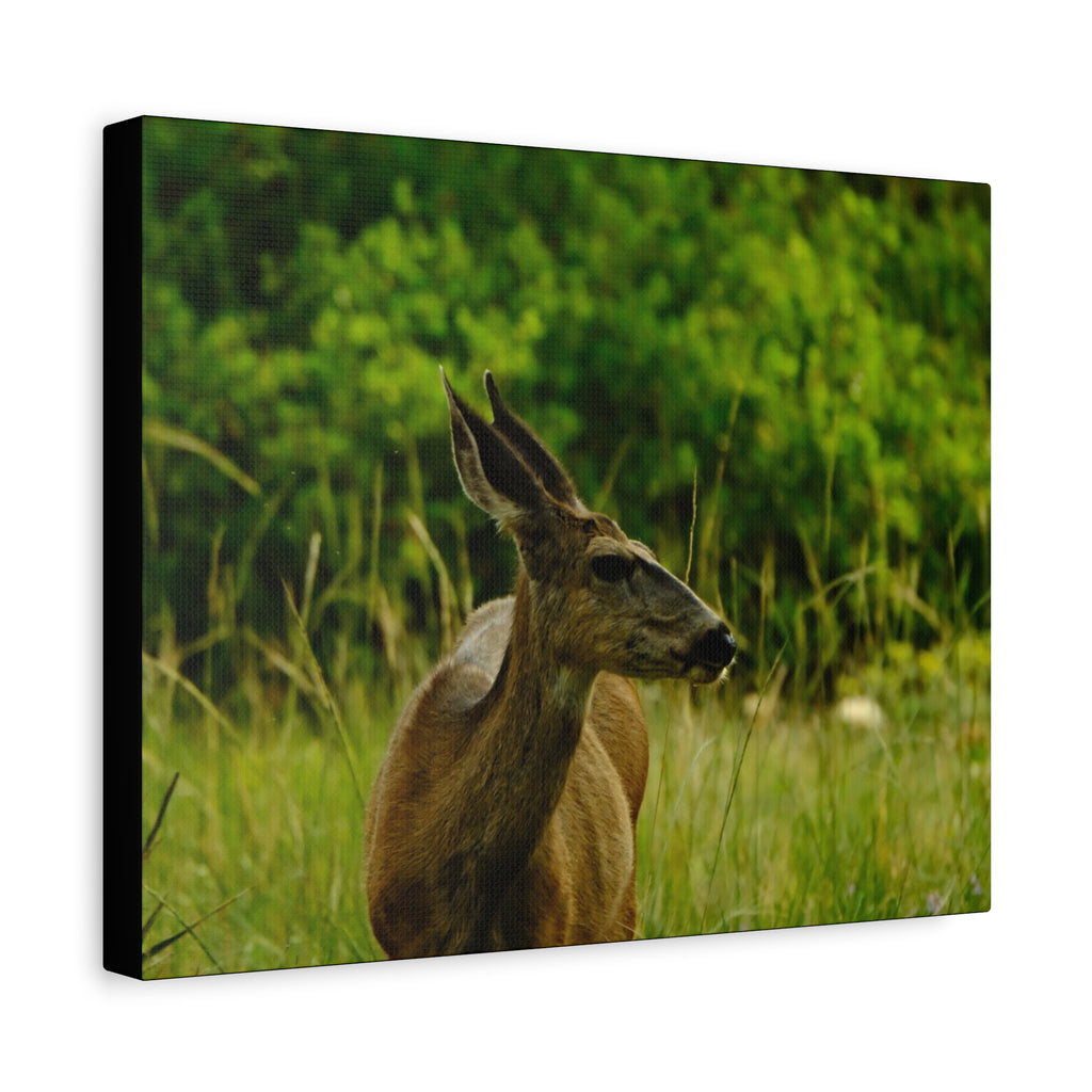 Doe in Meadow Matte Stretched Canvas (1.25") — Wildlife Wall Art