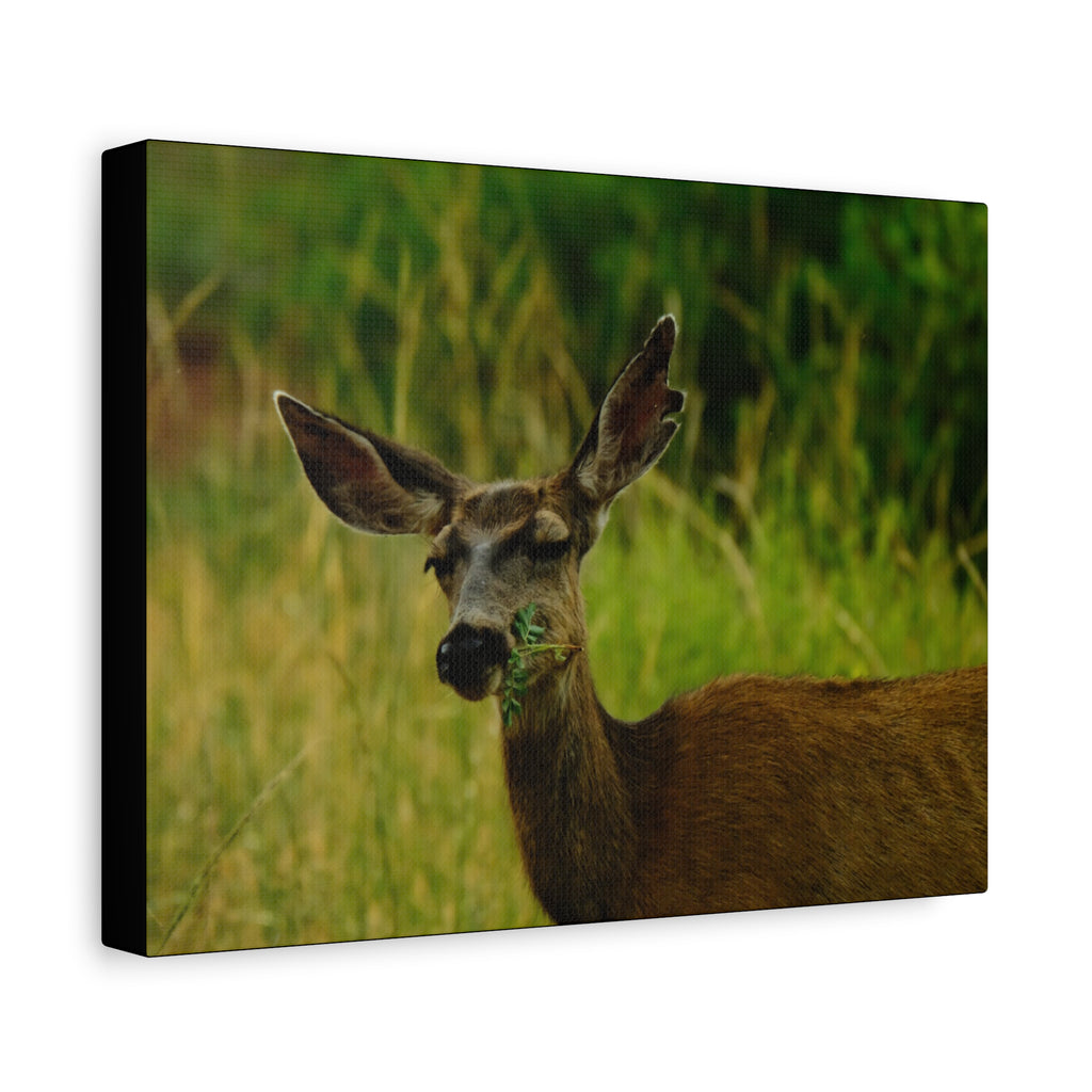 Doe Portrait Matte Canvas Wall Art