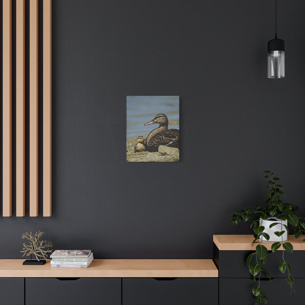 Duck and Duckling Canvas Print — Mother & Baby Wildlife Wall Art