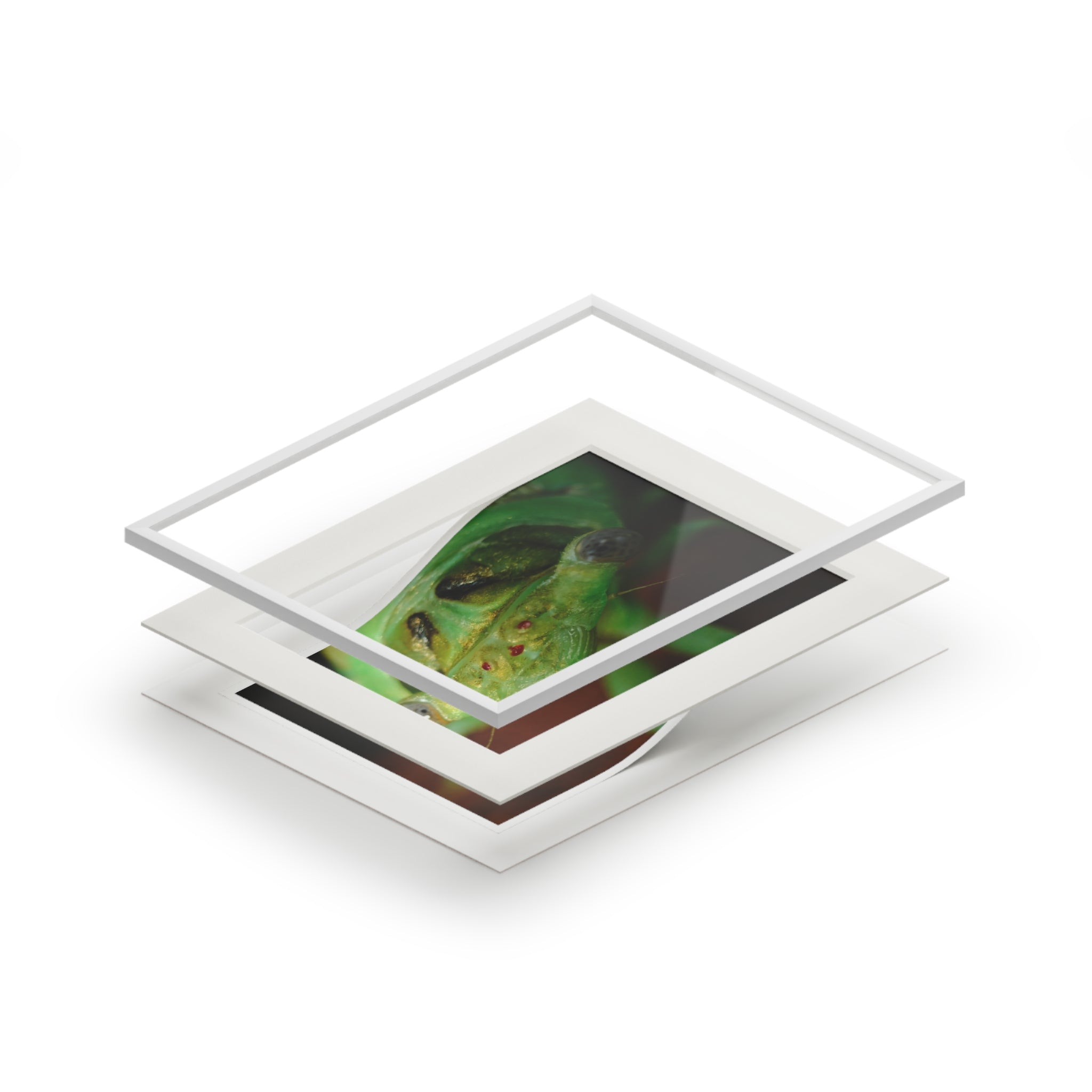 Cicada Macro Fine Art Print — Green Insect Close-Up with Passepartout