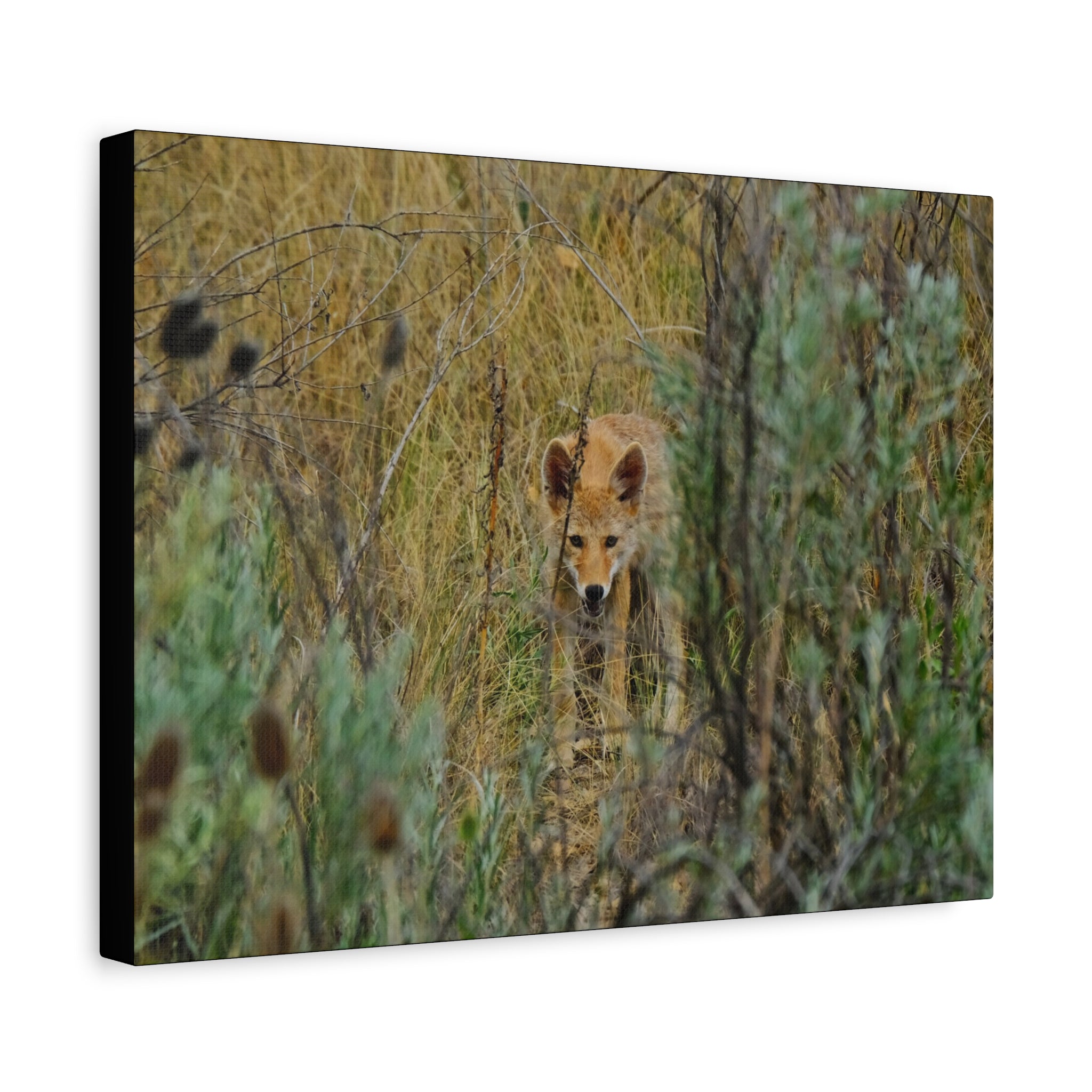 Coyote Pup Staring - Matte Stretched Canvas