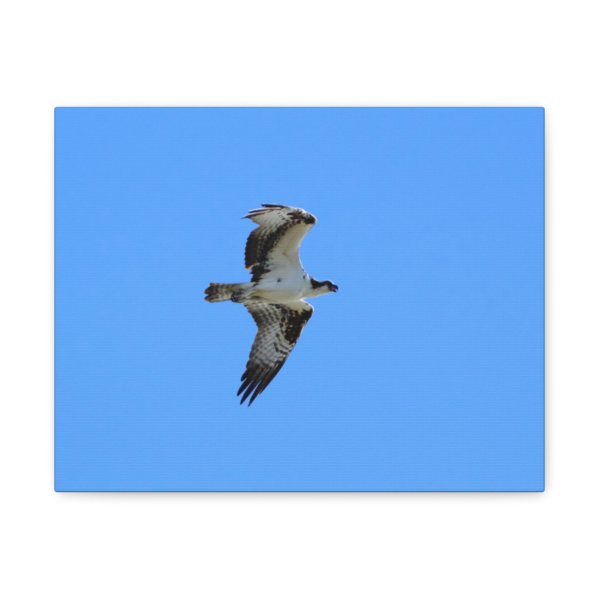 Osprey in Flight Matte Canvas Print — Stretched Wall Art